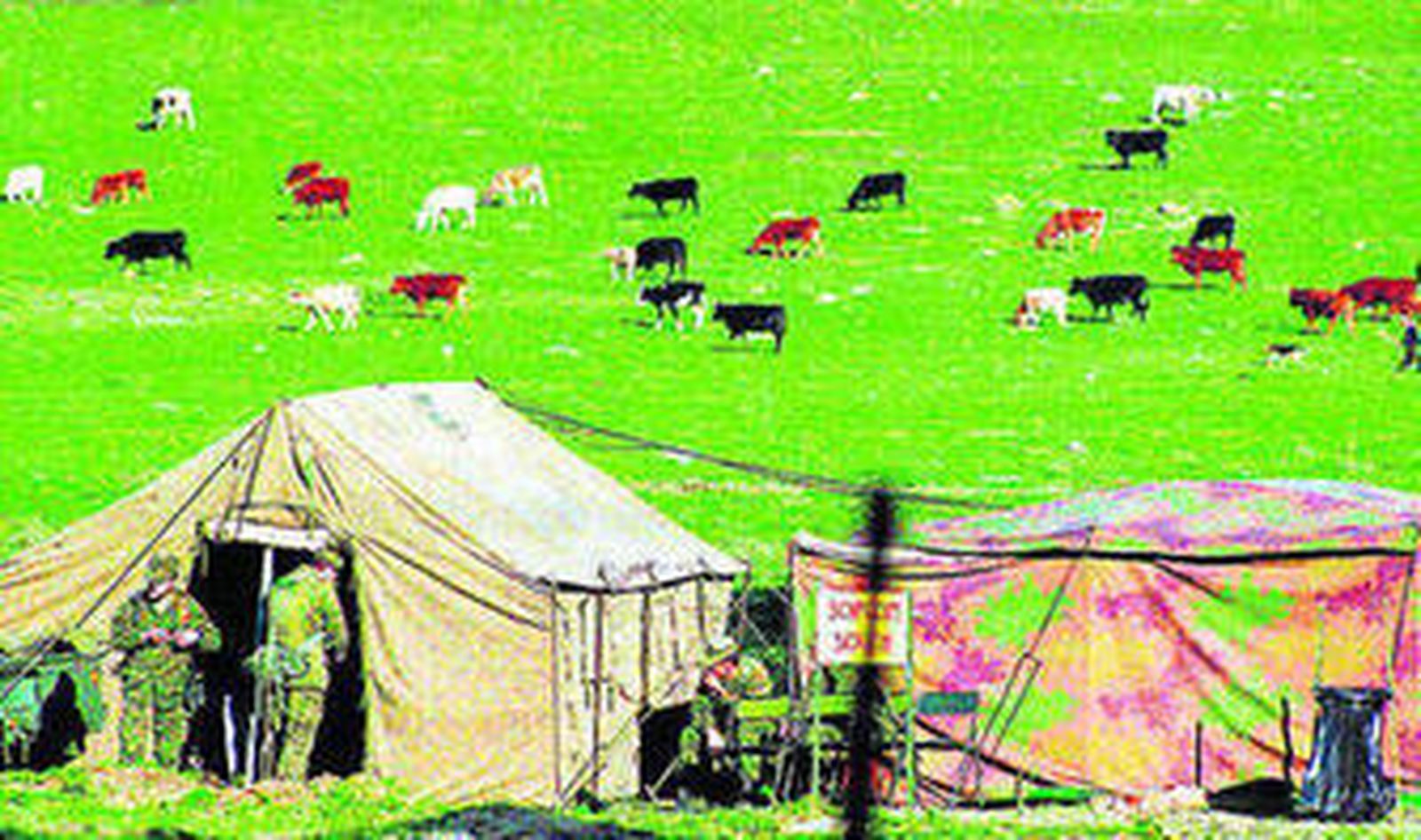 En el mismo lugar donde pasta el ganado vacuno se asienta un campamento militar en la Sierra del Retín.