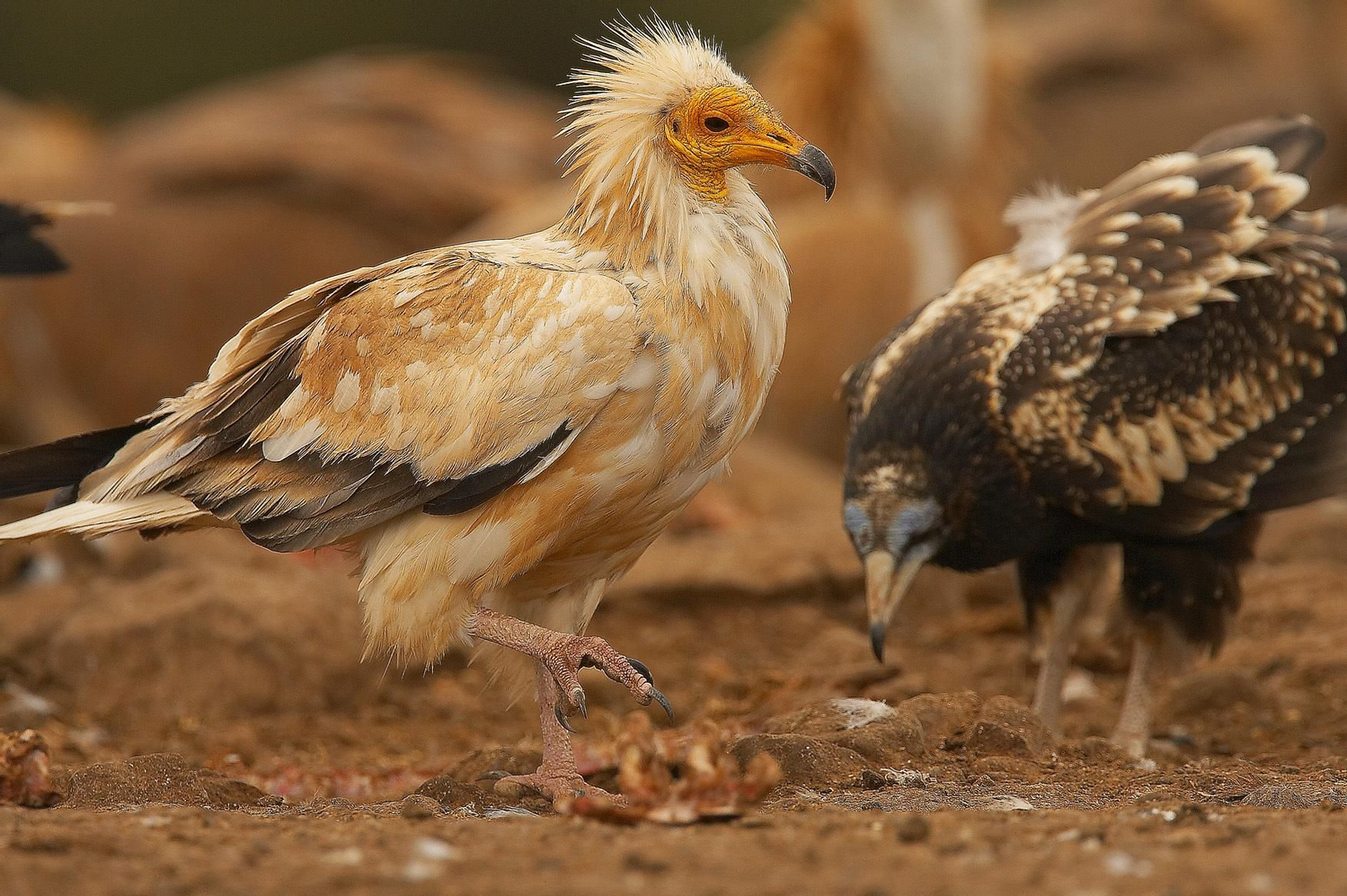 Un ejemplar de alimoche.