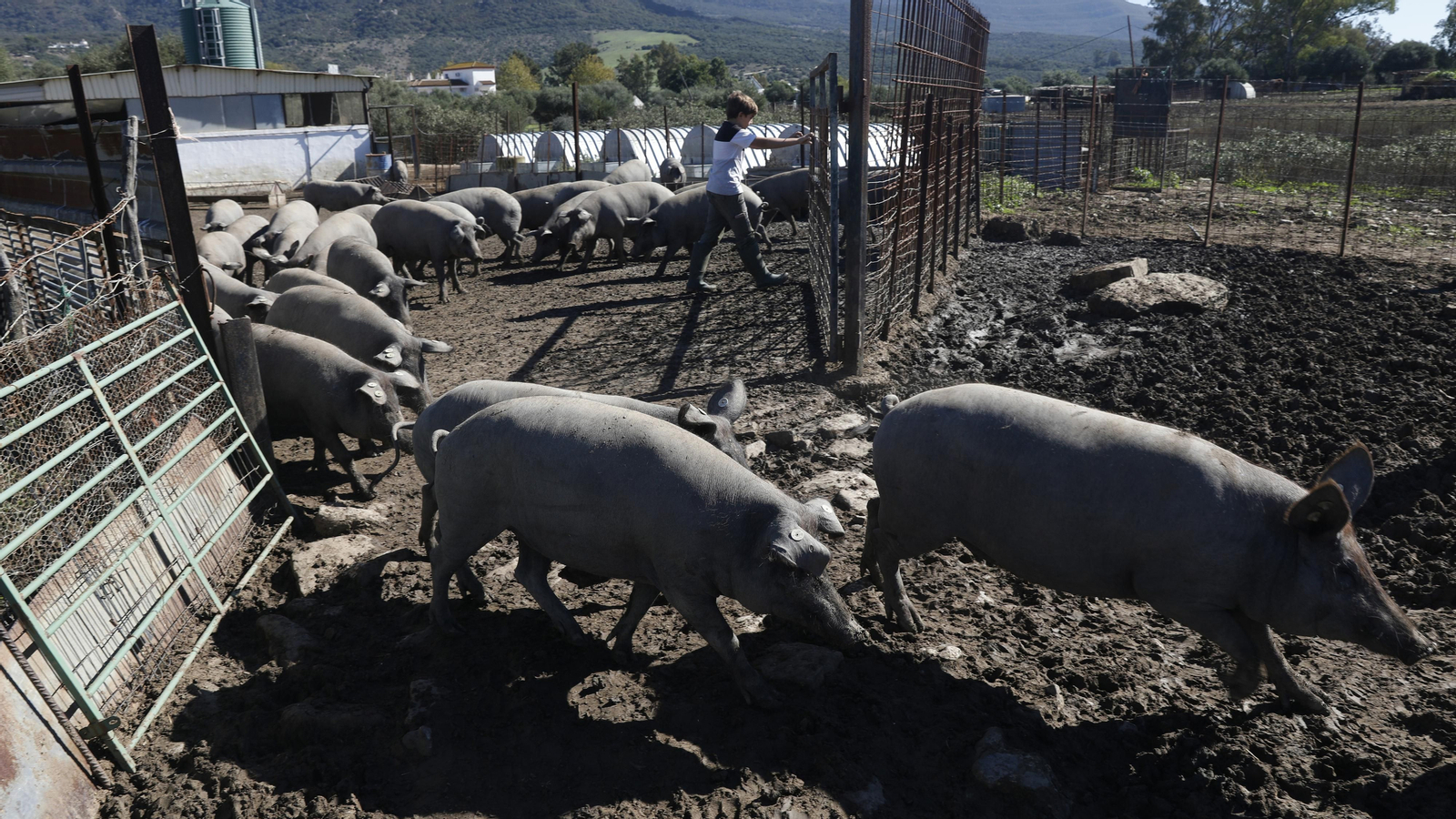 Las fotos de los cerdos 100% ibéricos que se crían en Tarifa