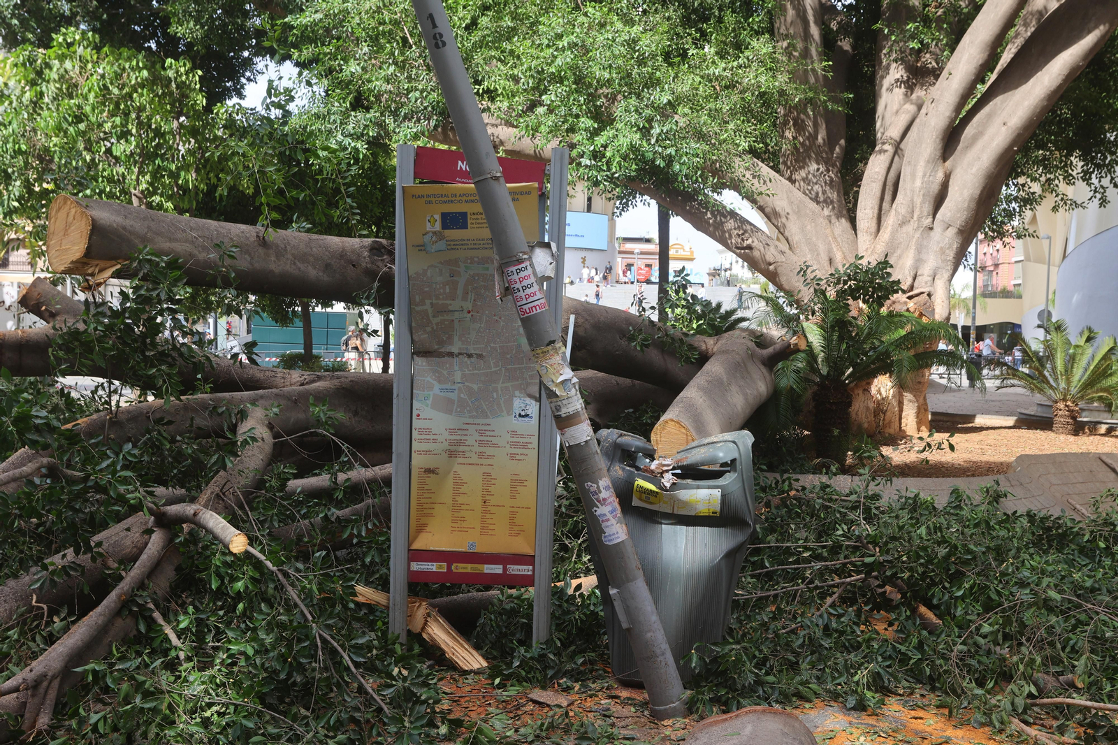 Se cae un árbol en la Encarnación