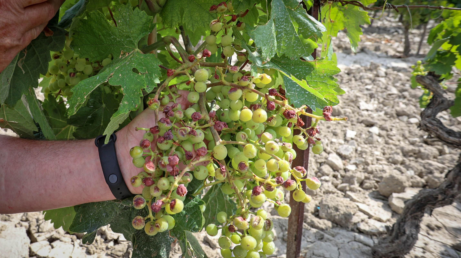 El pedrisco daña los viñedos de Trebujena