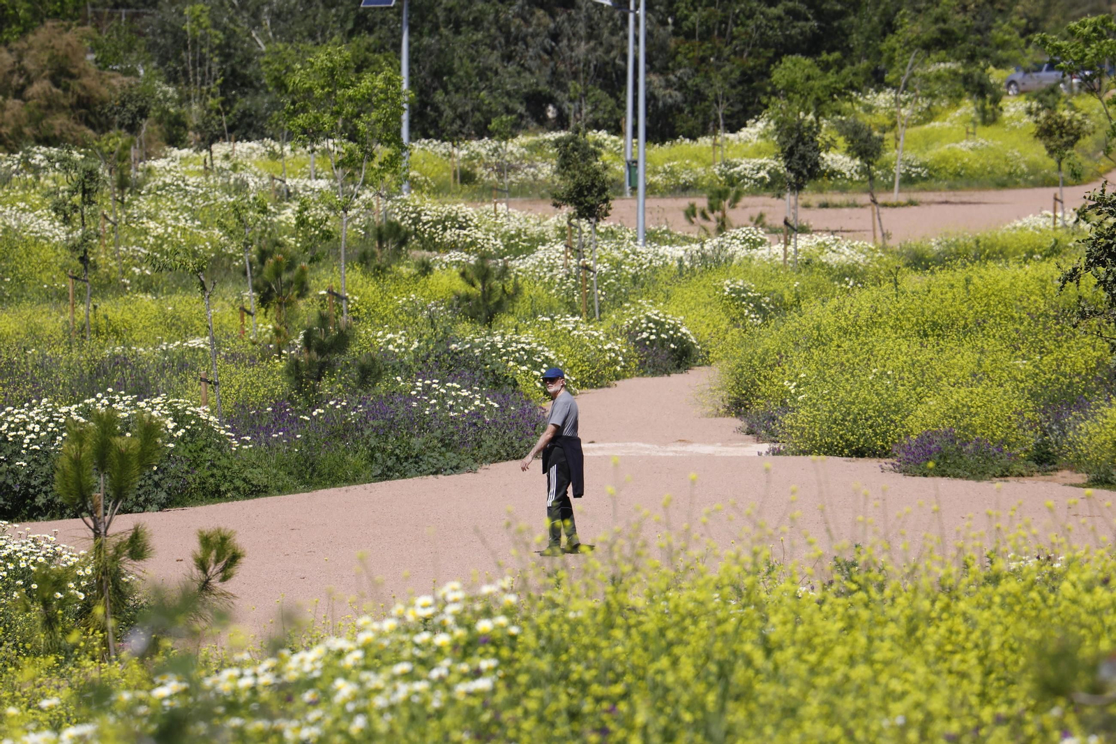 Un hombre pasea por el Parque  de Levante.