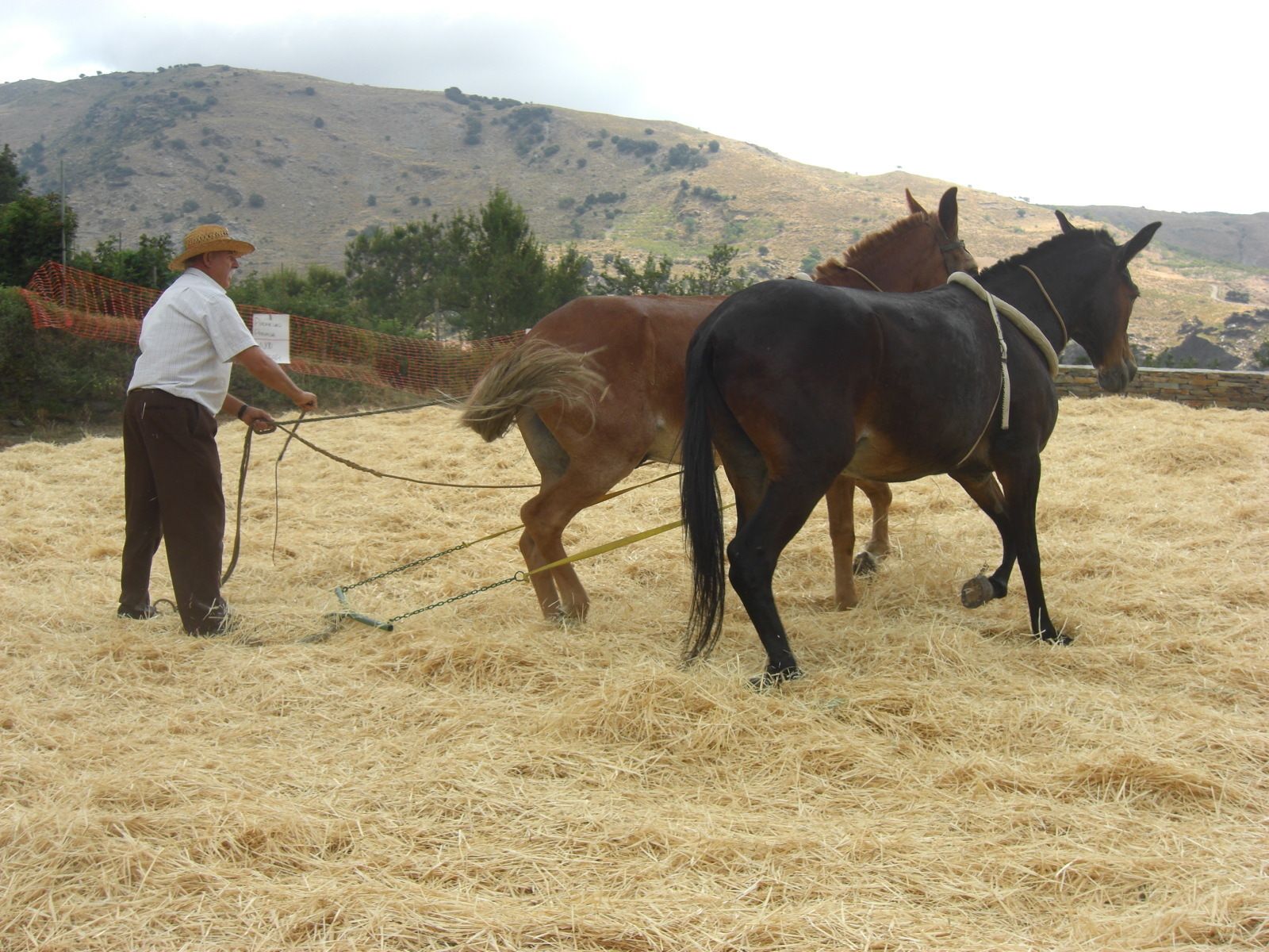 1. A las parvas acudían muchos labradores a ayudar. La trilla comenzaba con el pisoteo de los mulos para aplastar la parva. 2 y 3. Tanto las siegas a mano como con hoz eran el único medio de recolección de los cereales.