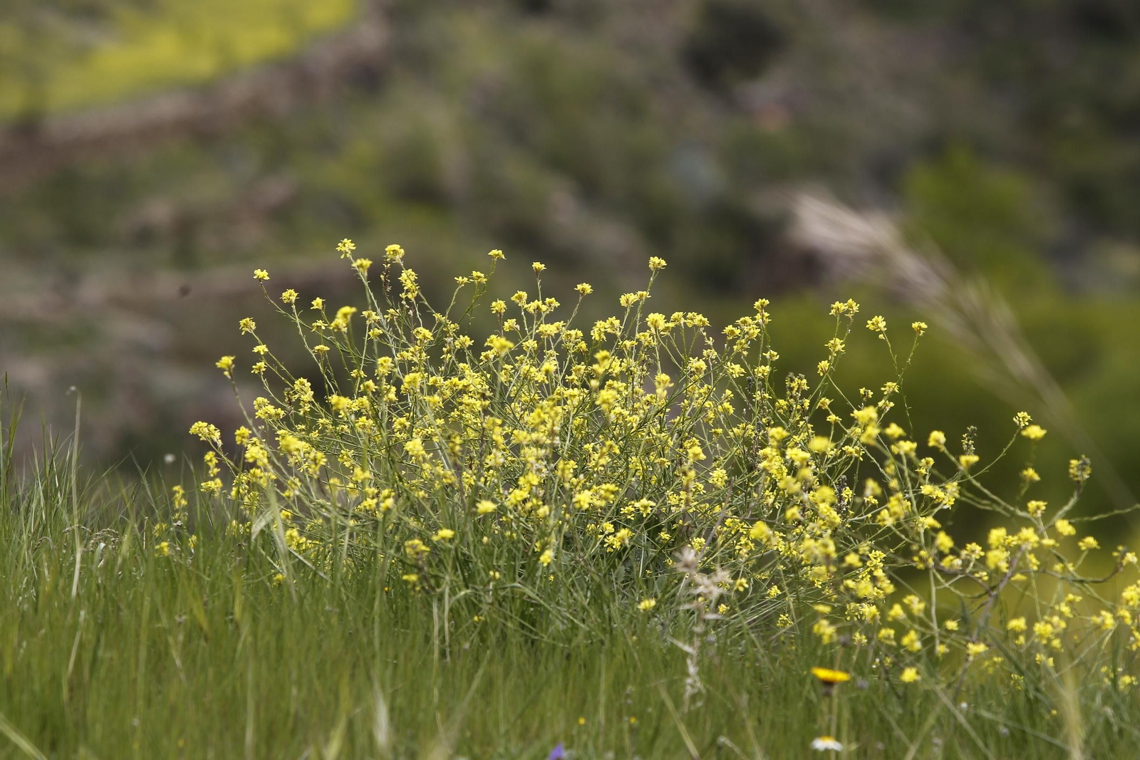 Naturaleza desconfinada. La Roza (Abrucena)