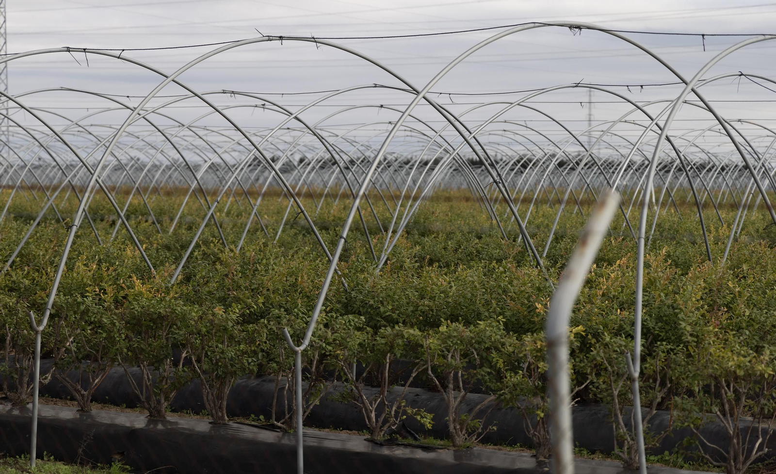 Las fotos de los cultivos en Doñana después del acuerdo sobre la regulación de regadios