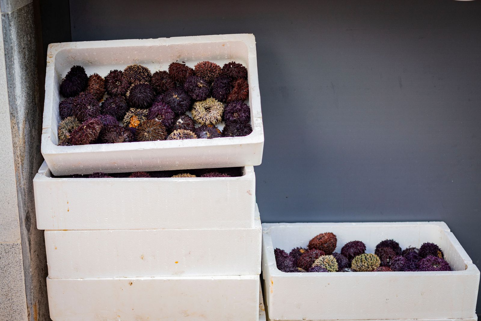 Búscate entre las mejores imágenes de la Erizada 2024 del Carnaval de Cádiz