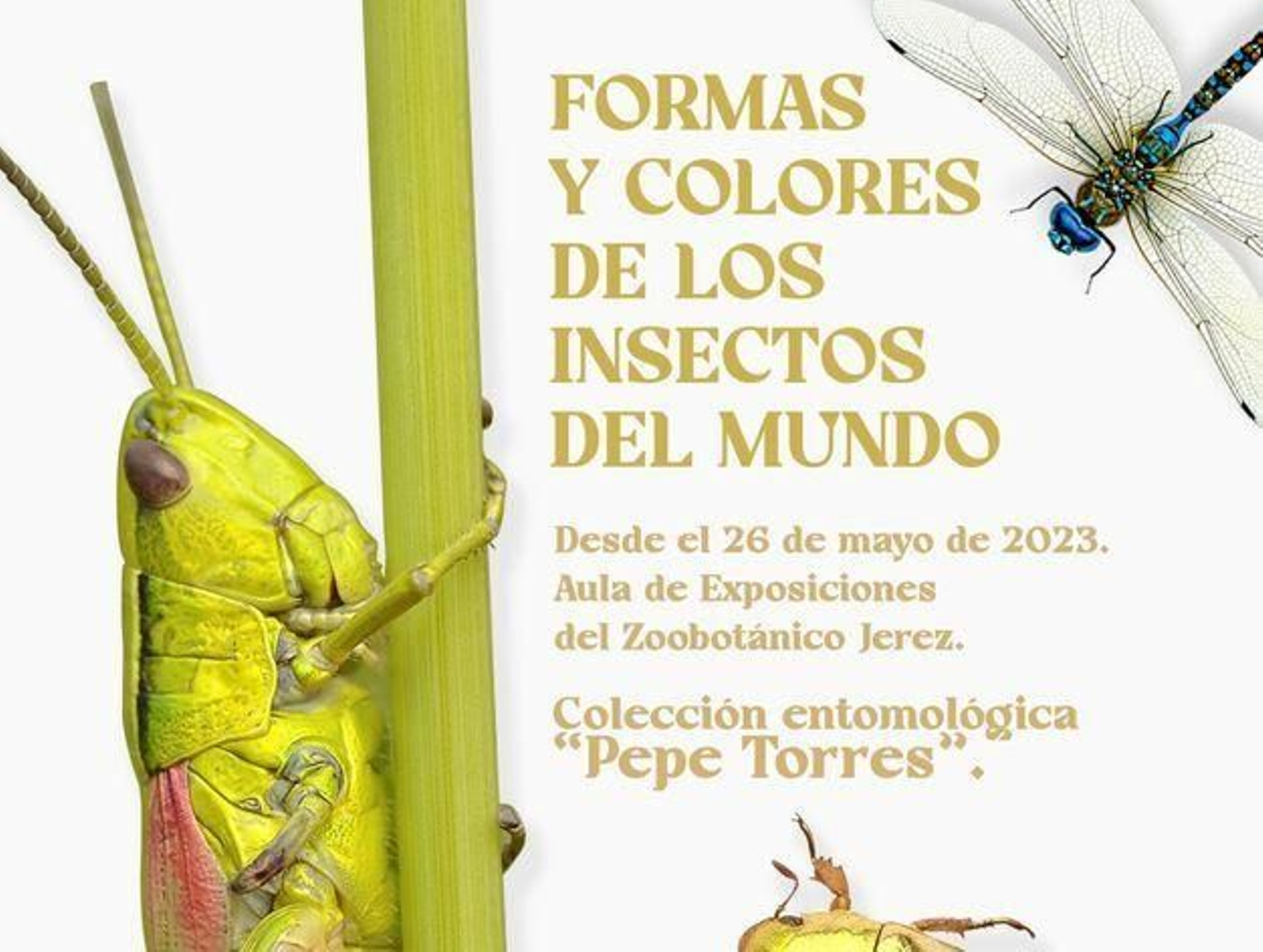 Colección entomológica en el Zoobotánico