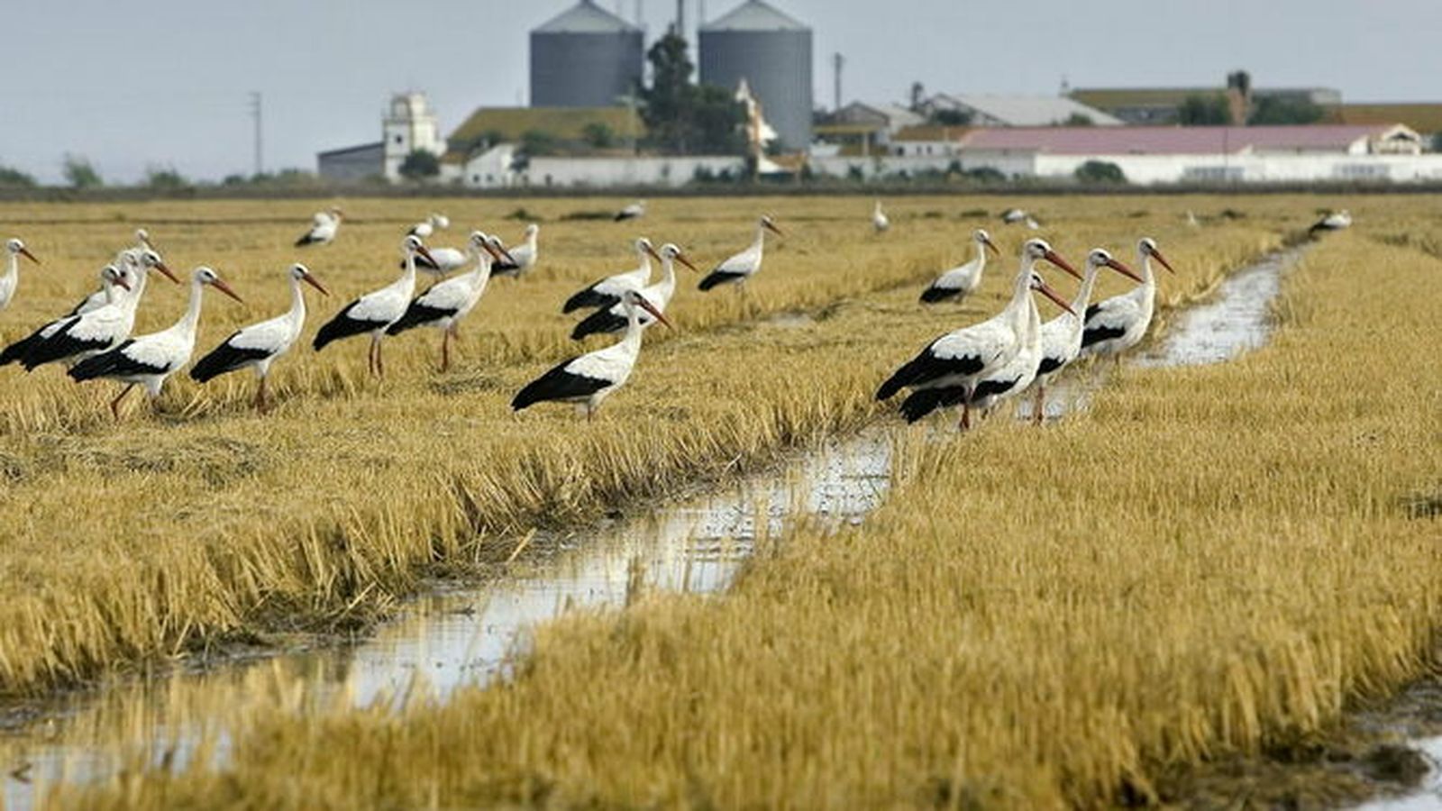Cigüeñas en un arrozal de Isla Mínima
