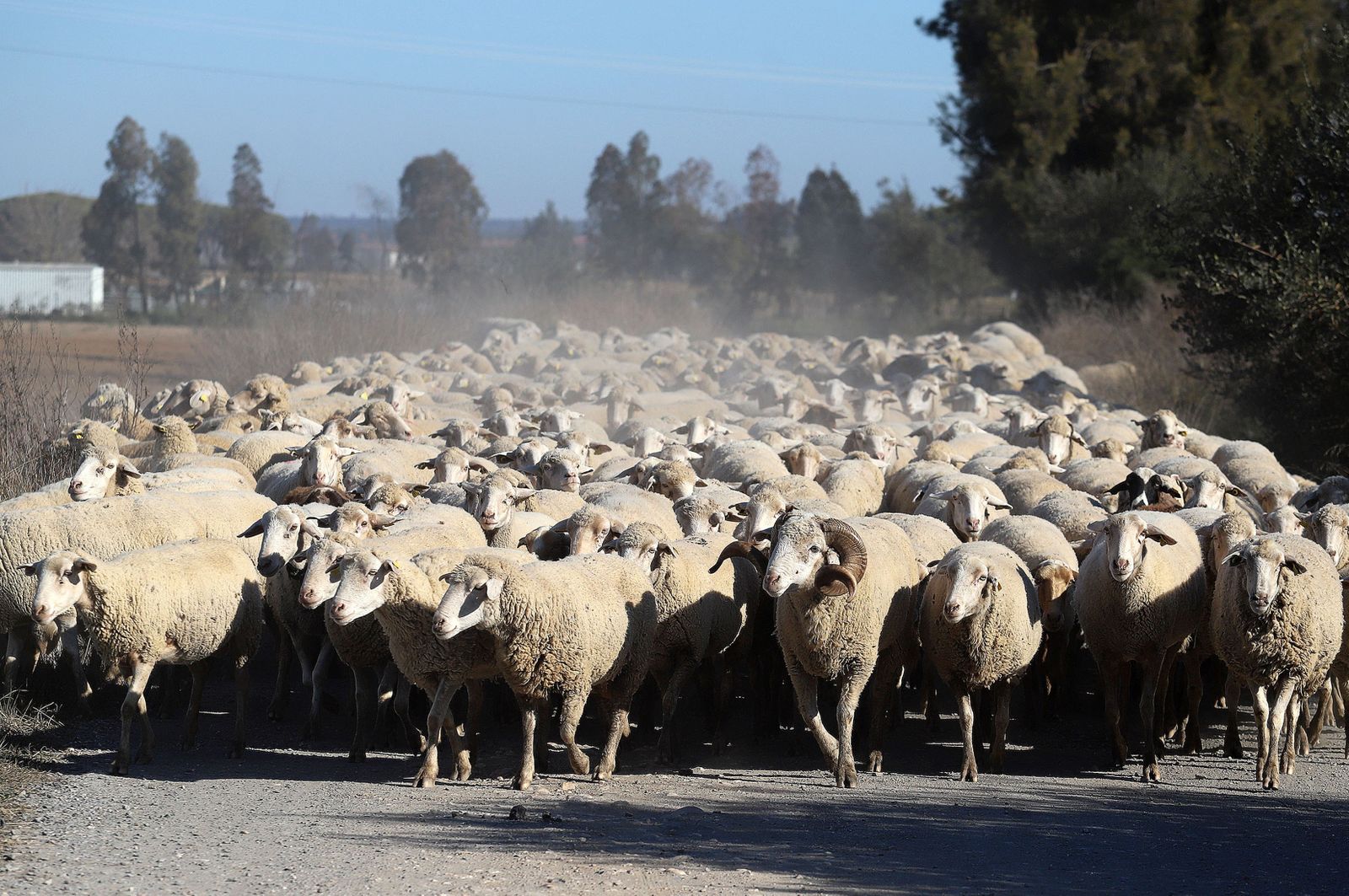 Imágenes del domingo 5 de febrero en Huelva
