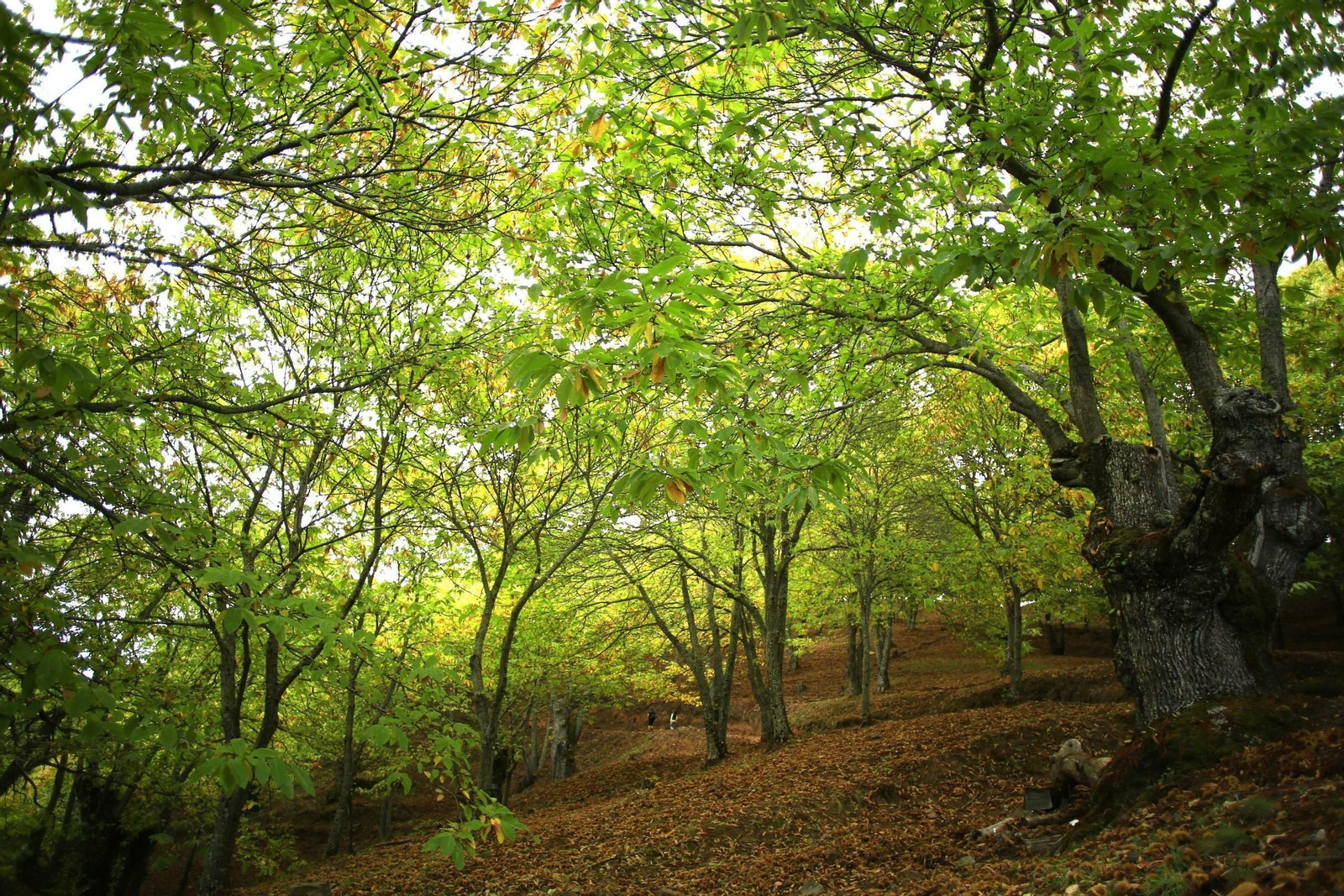 Fotos del Bosque de Cobre en el Valle del Genal.
