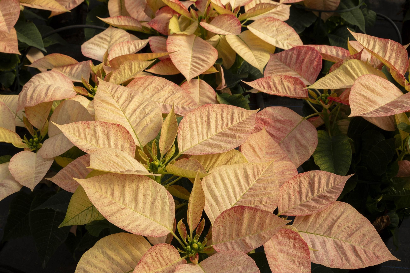 Así son las flores de pascua de SolísPlant, en imágenes