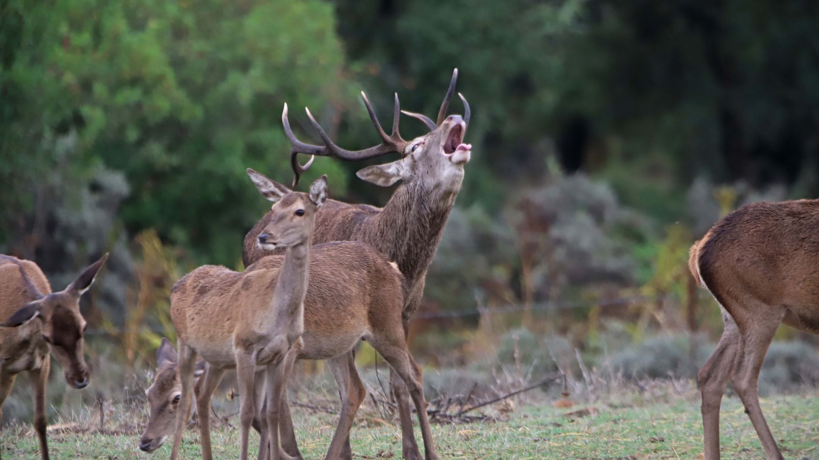 Fotos de la berrea en el Campo de Gibraltar