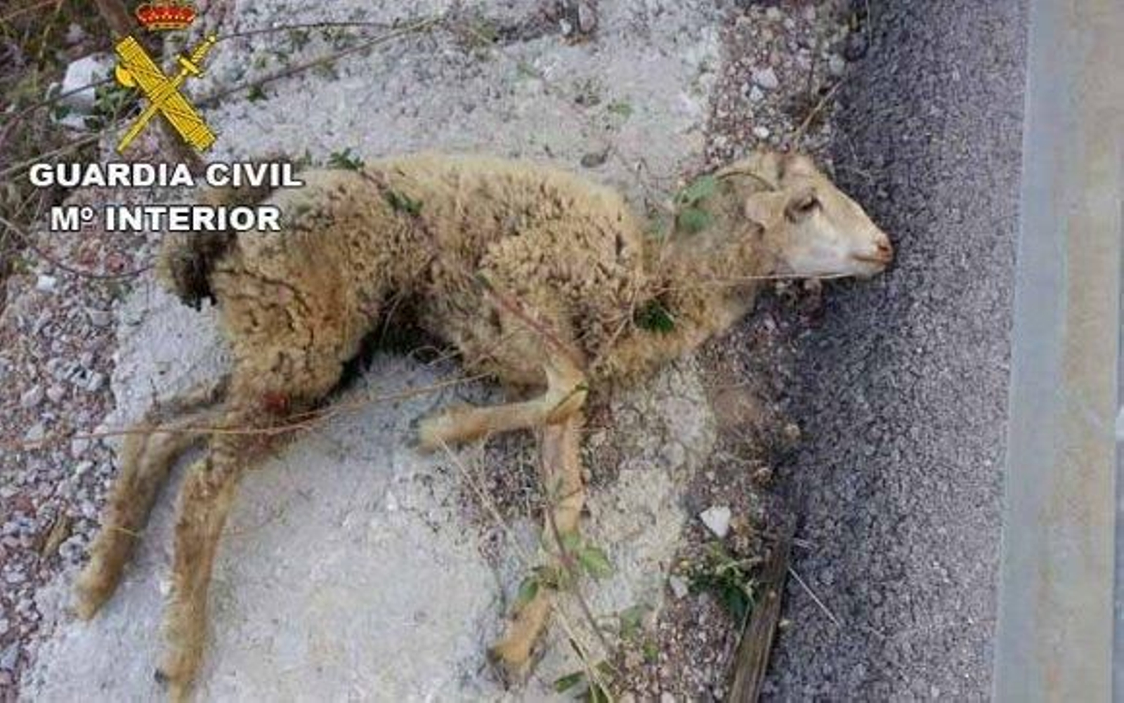 La Guardia Civil imputa a una persona por maltrato animal