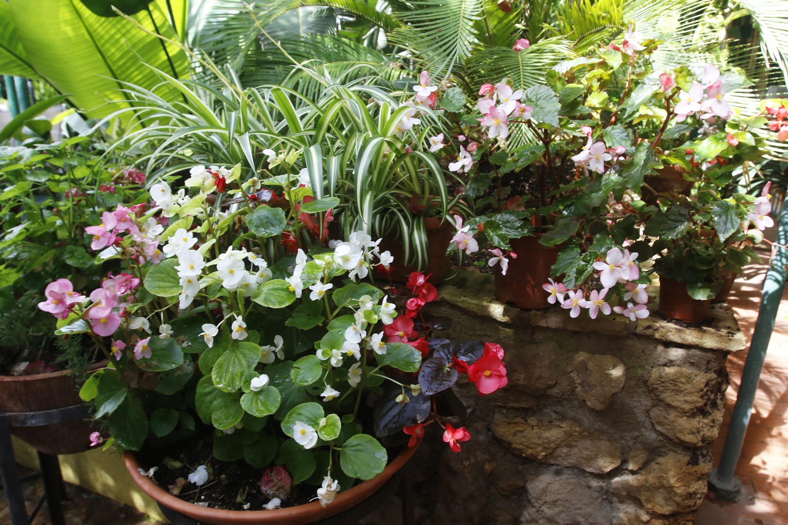 Los Patios de Córdoba en tiempos de crisis: Plaza de las Tazas, 11