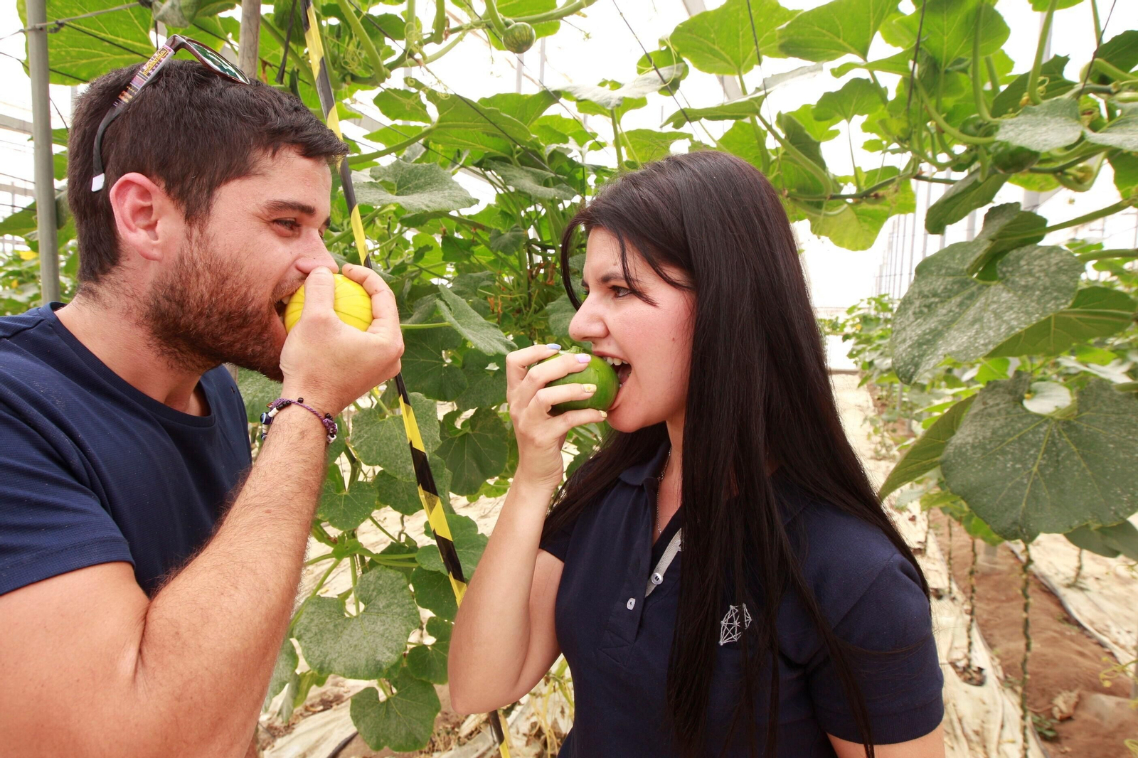 Vea cómo es el Zucchiolo, el producto de moda de la huerta almeriense