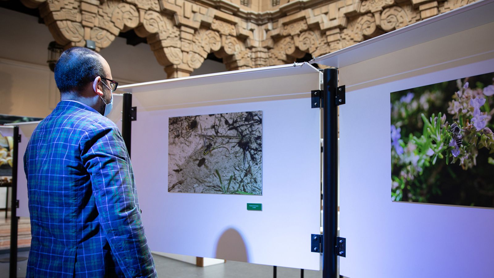 La nueva exposición de la Casa de la Ciencia y la Estación Biológica de Doñana tiene como objetivo poner en valor la importancia de las abejas silvestres en la  biodiversidad y recordar las amenazas a las que están sometidas.