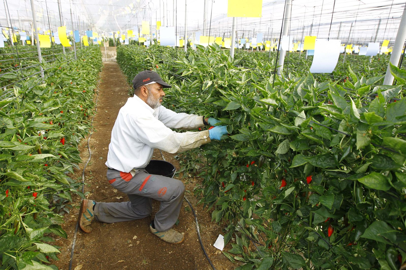 Un agricultor recoge tomates cherry en Santa María del Águila.