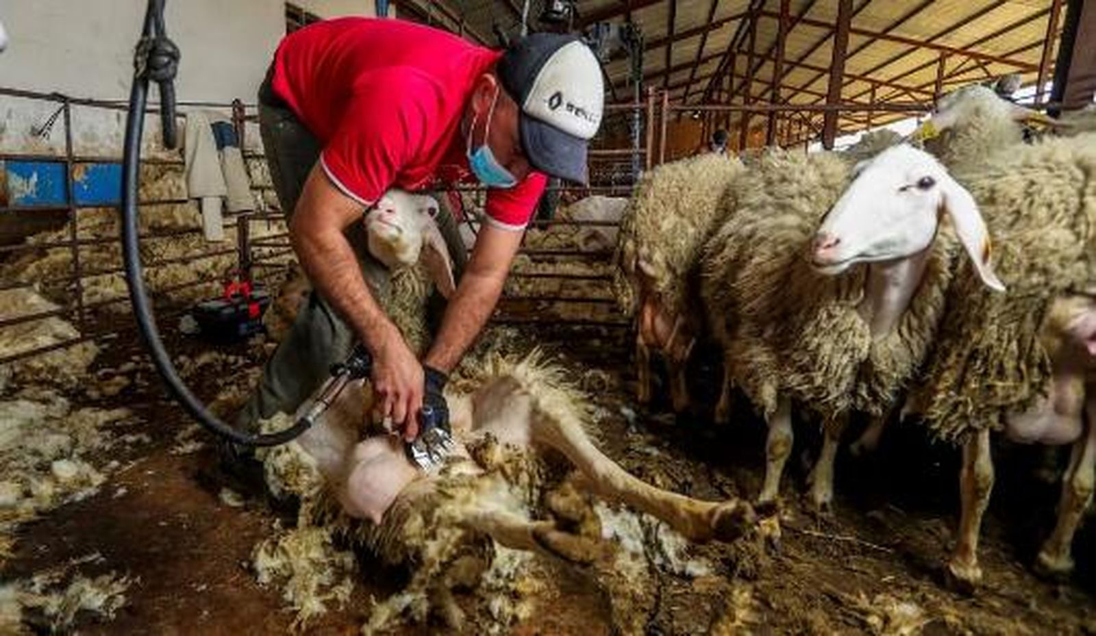 Un esquilador esquila a una oveja