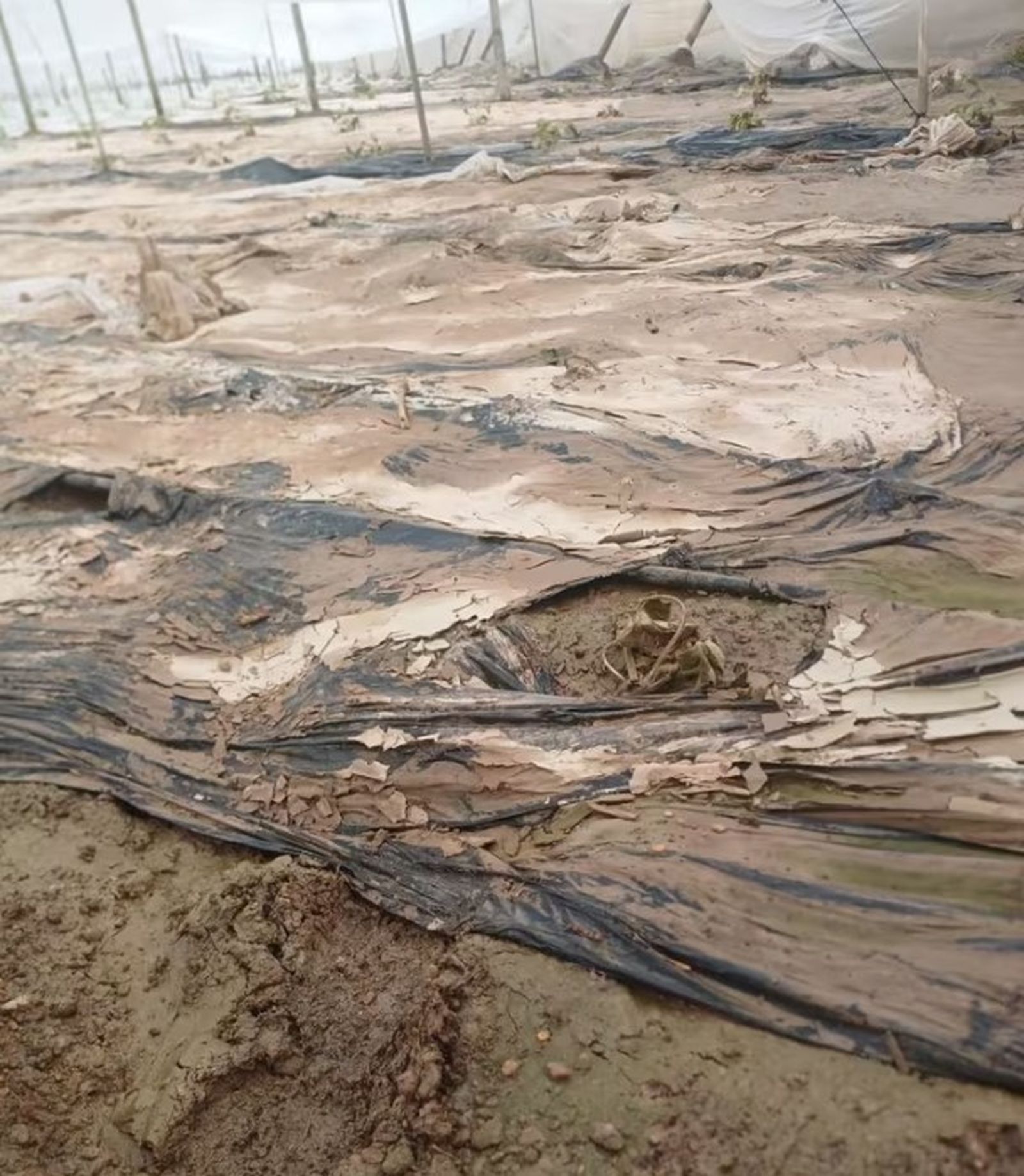 Destrozos en el plástico y los cultivos de invernadero del Poniente de Almería.