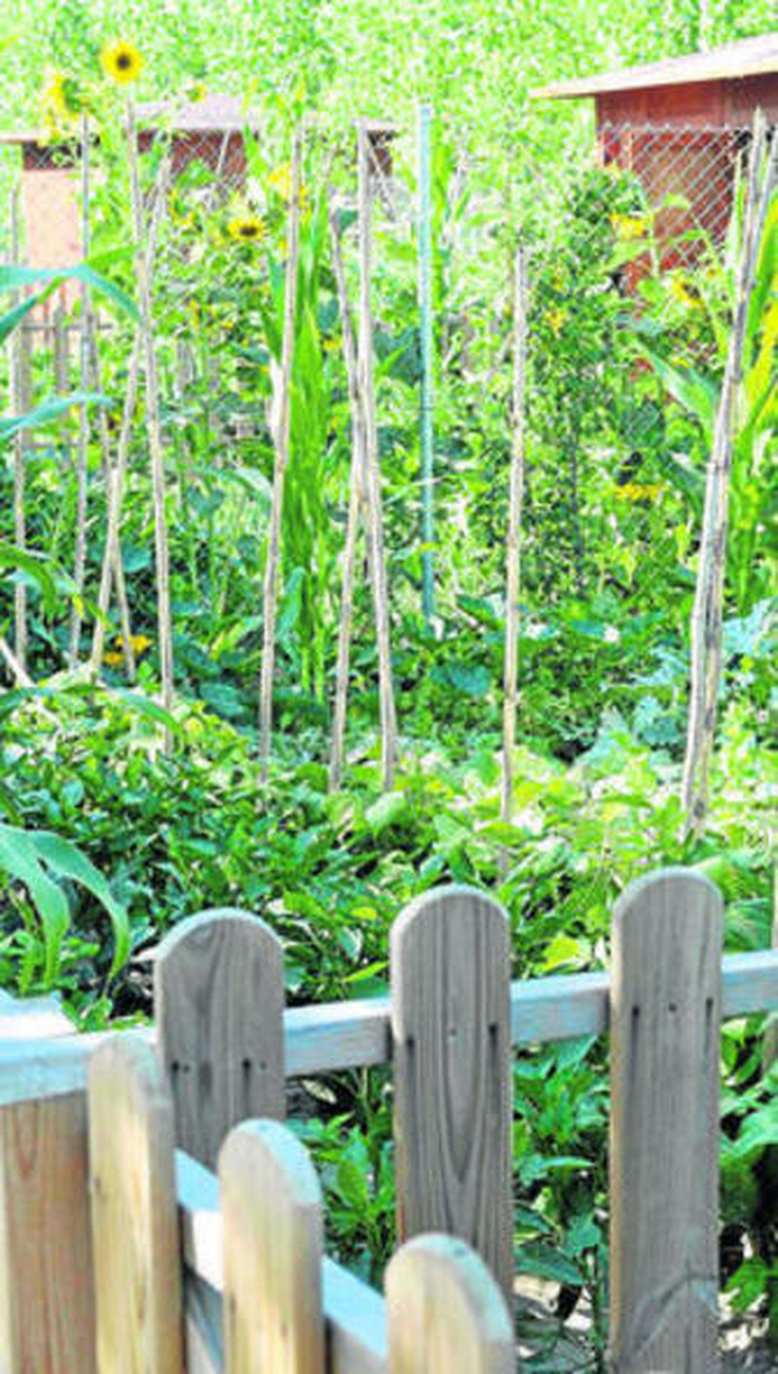 Se dan nuevas directrices para el pago verde.