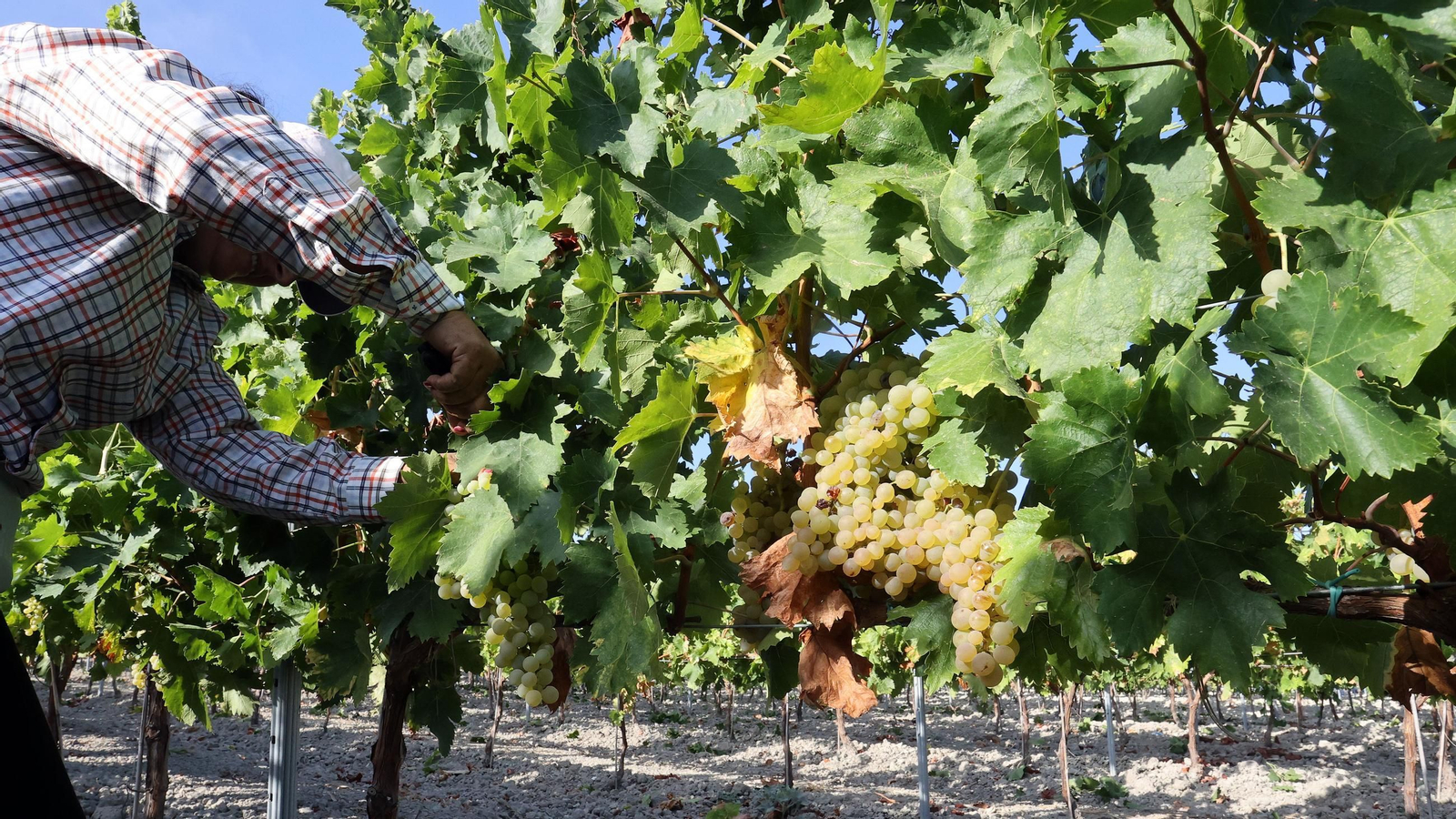 Fundador comienza su vendimia en Jerez