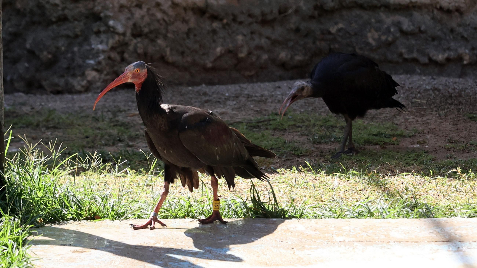 Imágenes de los ibis eremitas de Jerez a Cataluña