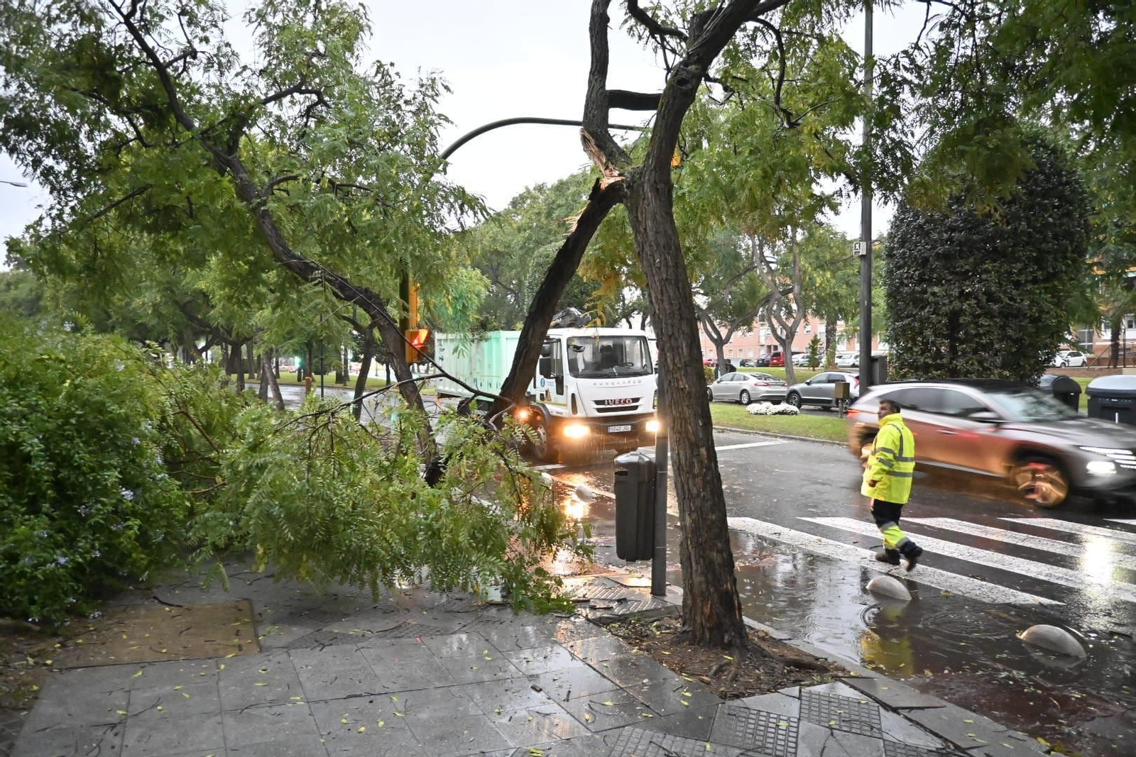Árboles caídos por el temporal en la capital el pasado jueves.