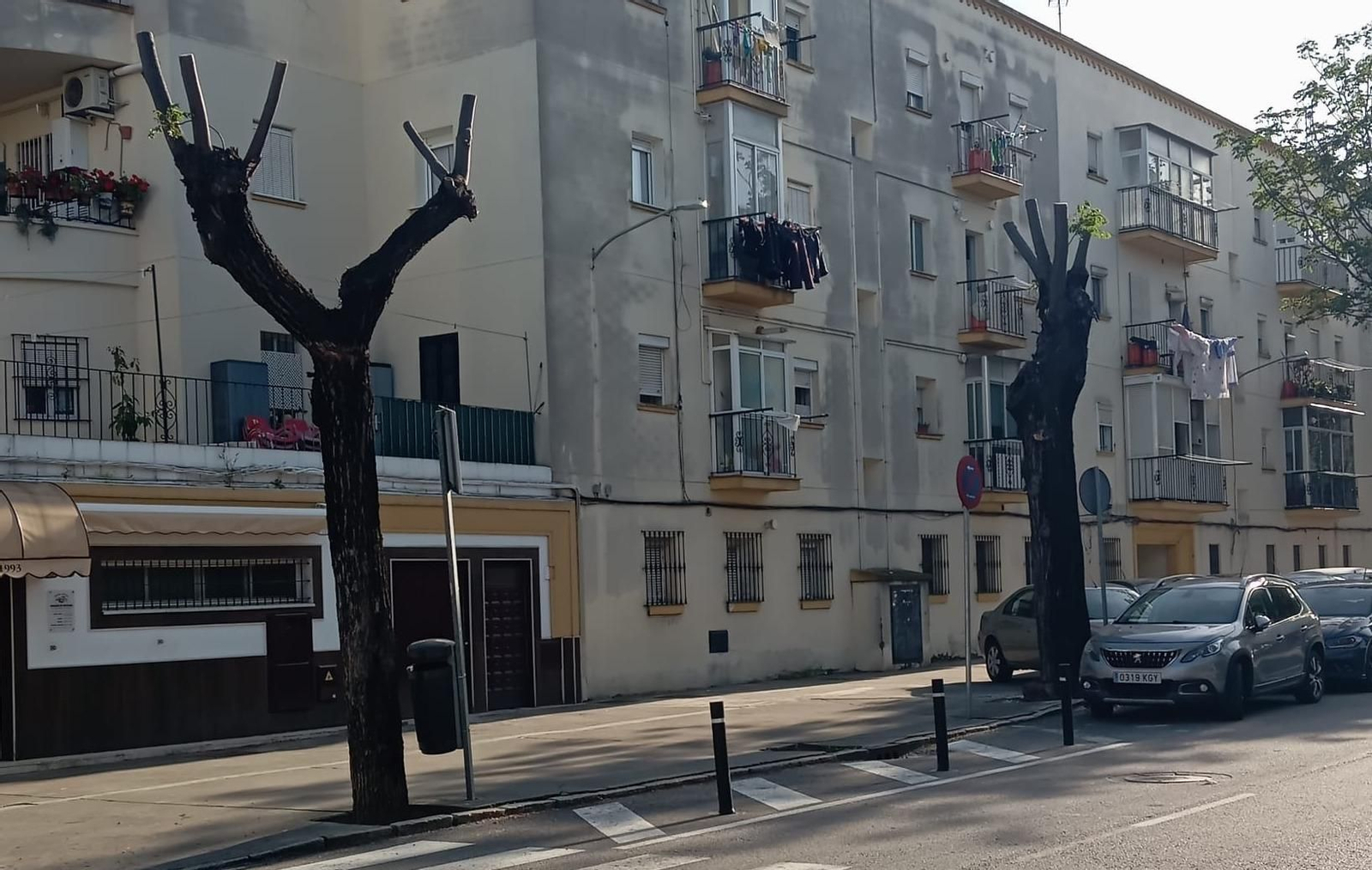 Dos árboles desmochados en la barriada de La Constancia