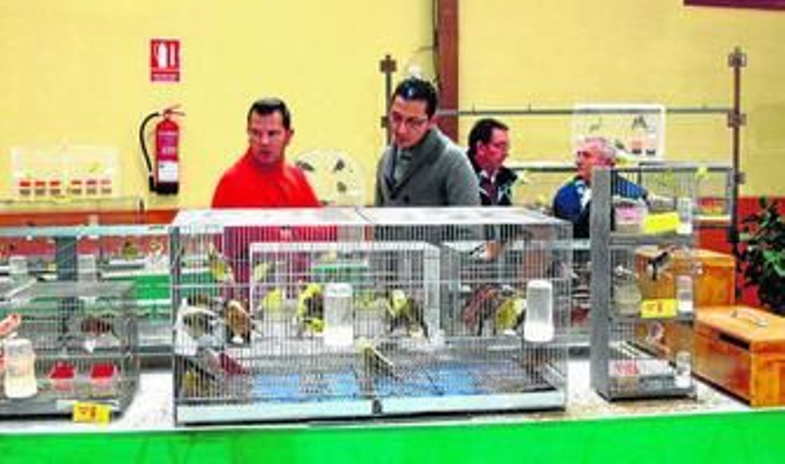 Un millar de jilgueros y canarios dan la nota en XIV Concurso Ornitológico