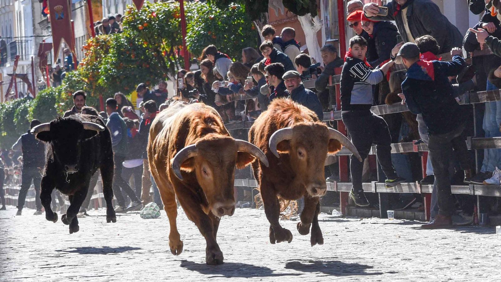 Los erales que tendrían que ser lidiados por la tarde recorren la calle Larga. 