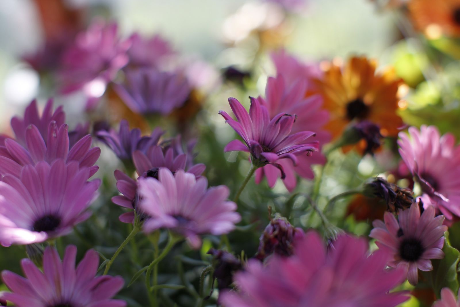 Fotogalería plantas para el Día de la Madre en Suministros Tripiana