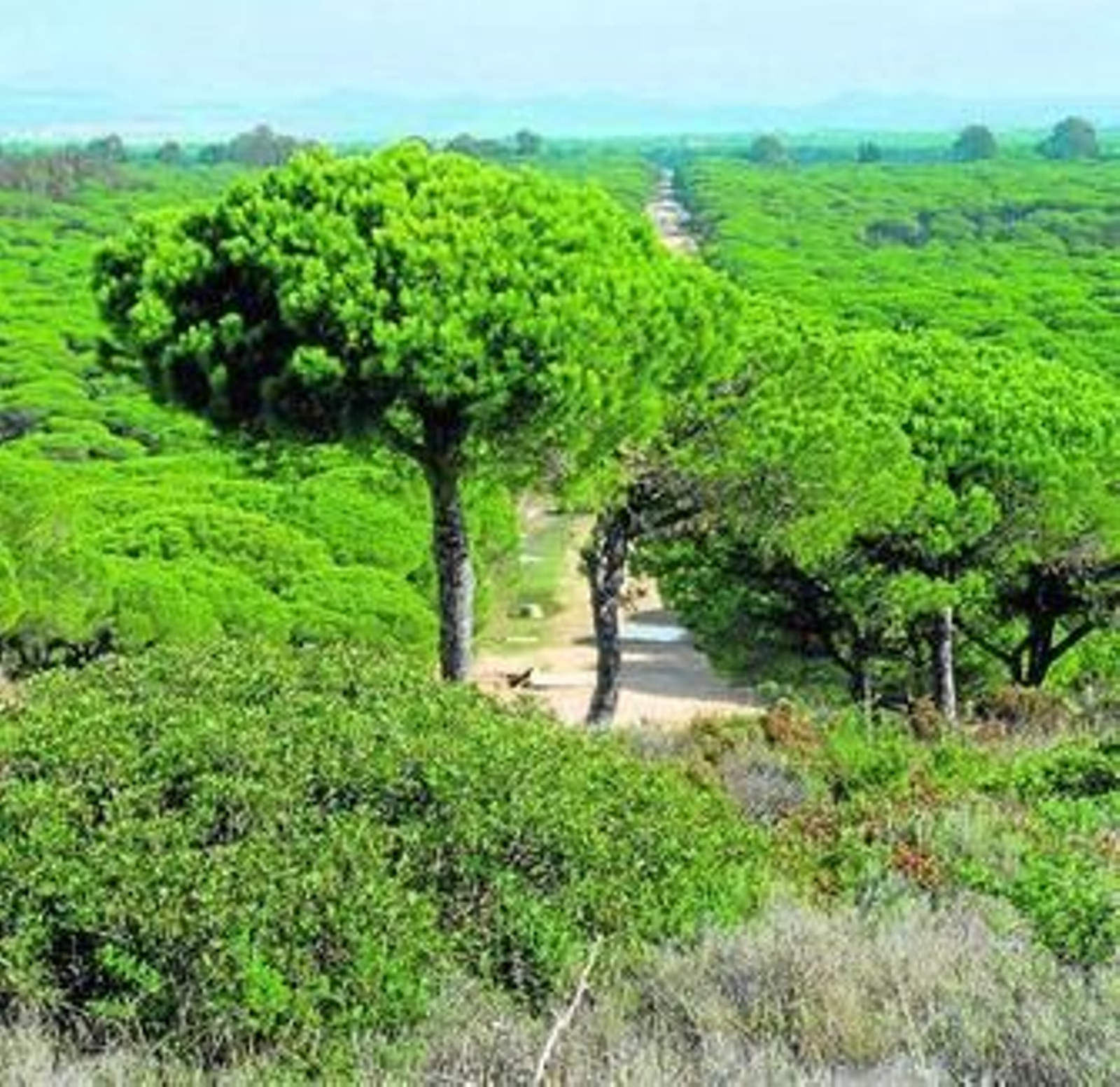 Imagen del Pinar del Hierro.