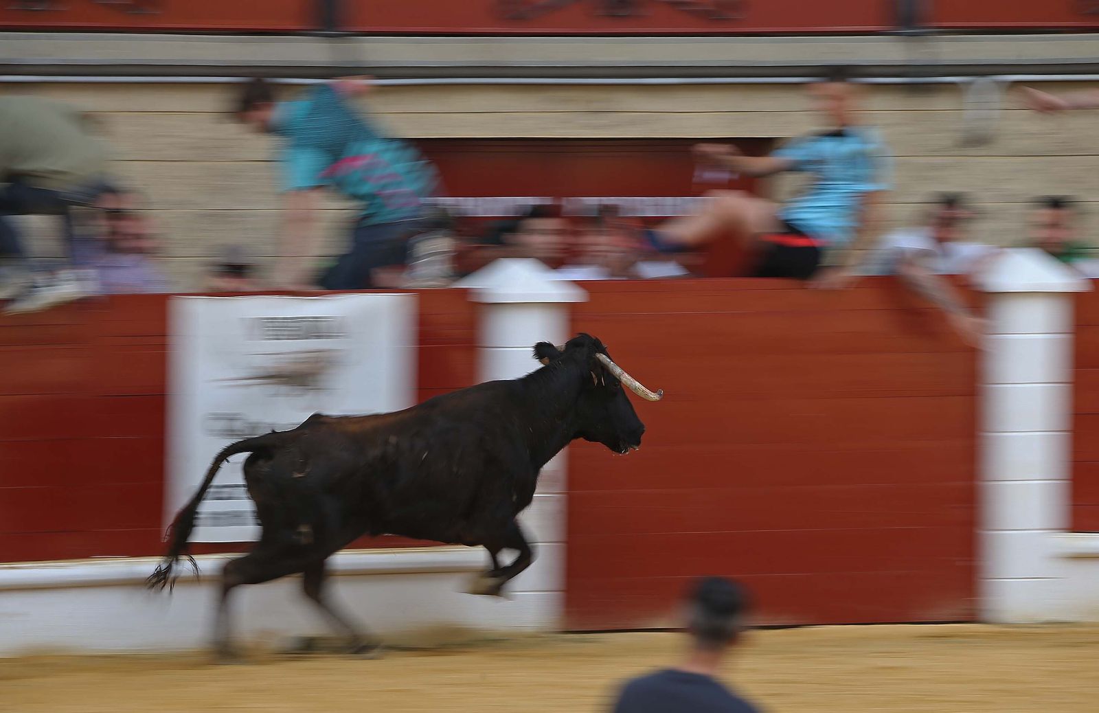 Fotos del Toro Embolao en Los Barrios