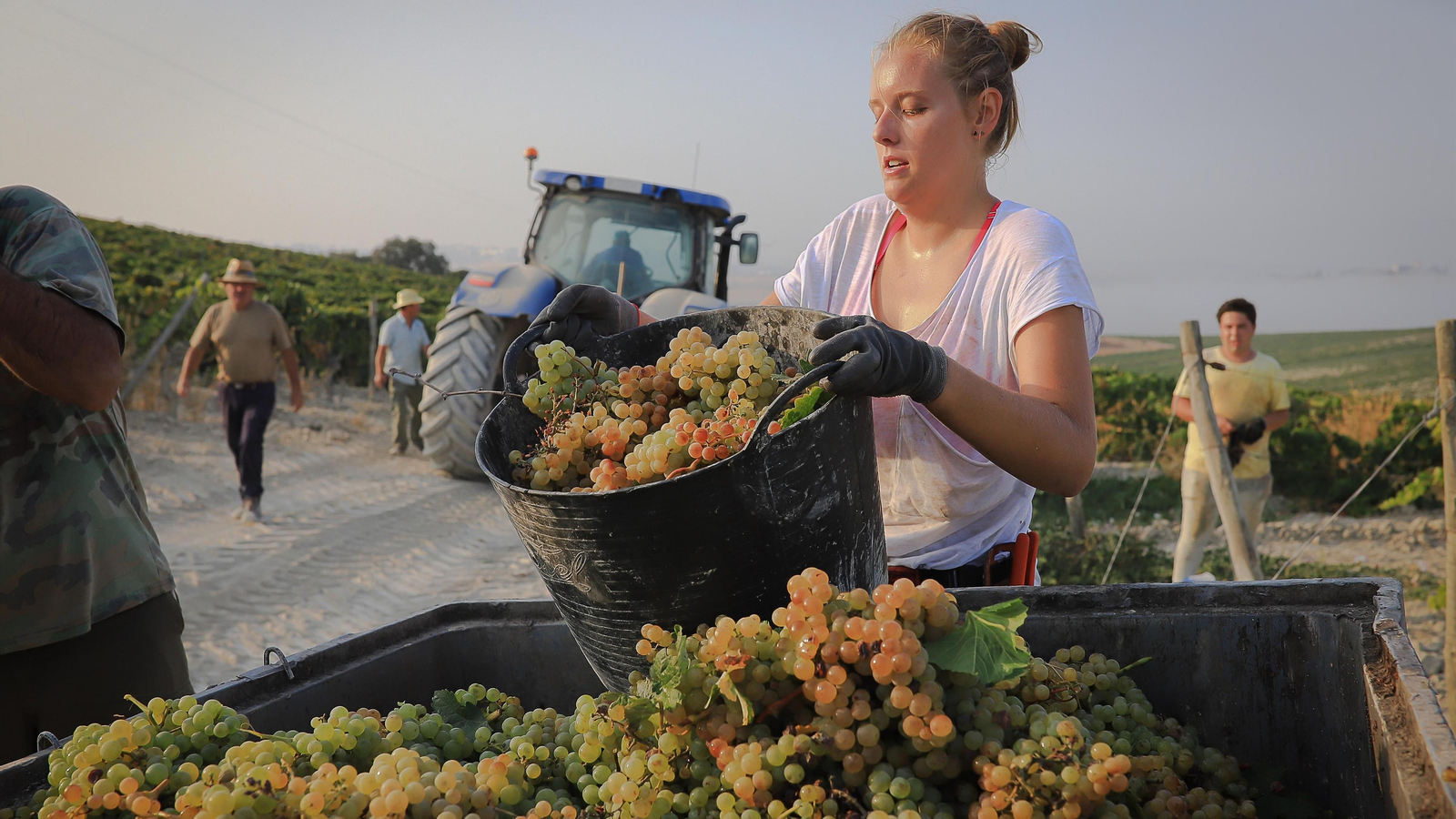 Imágenes de la vendimia de Bodega Estévez
