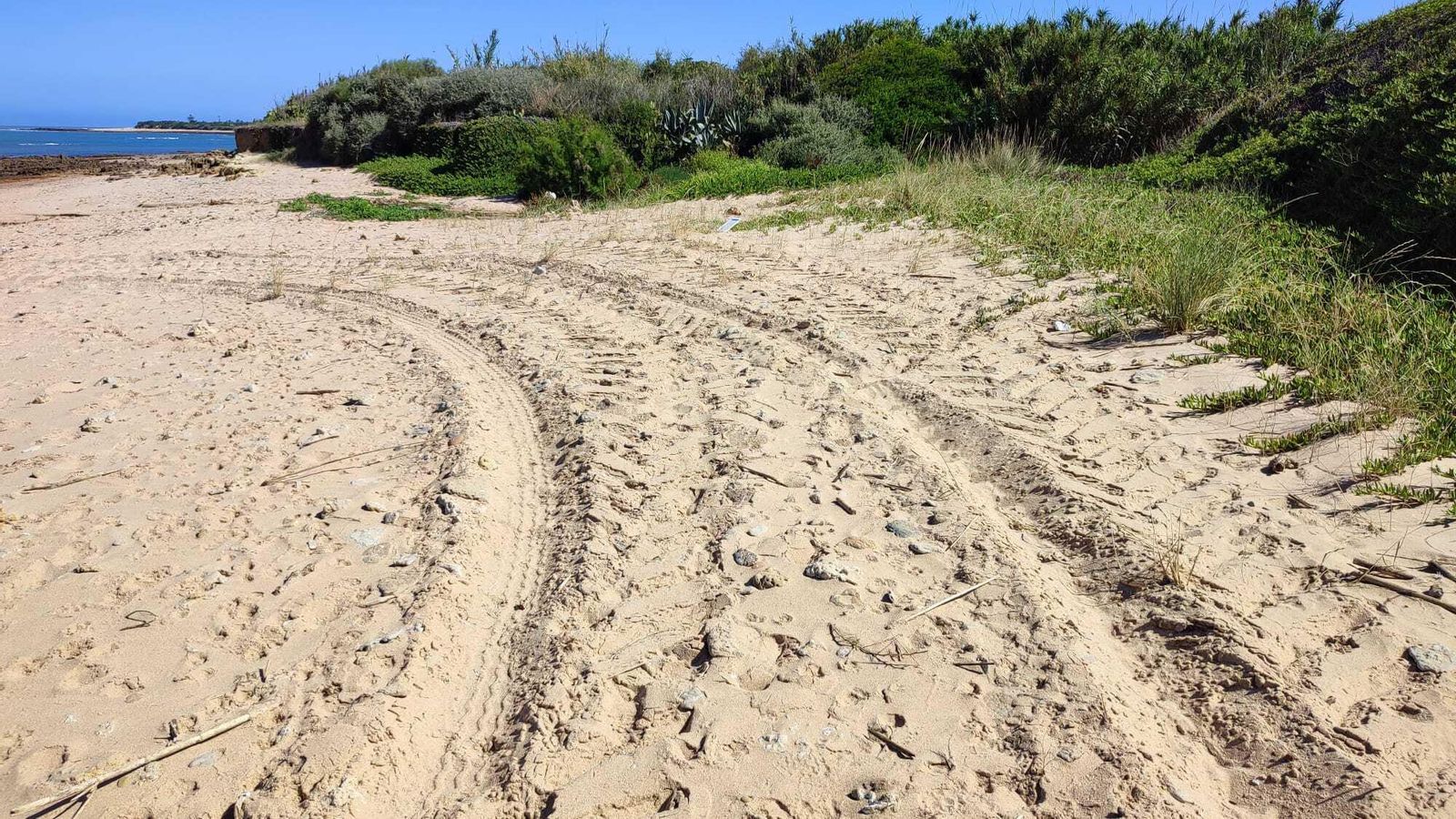 Rodadas de máquinas pesadas en otra de las zonas de cría en Rota.