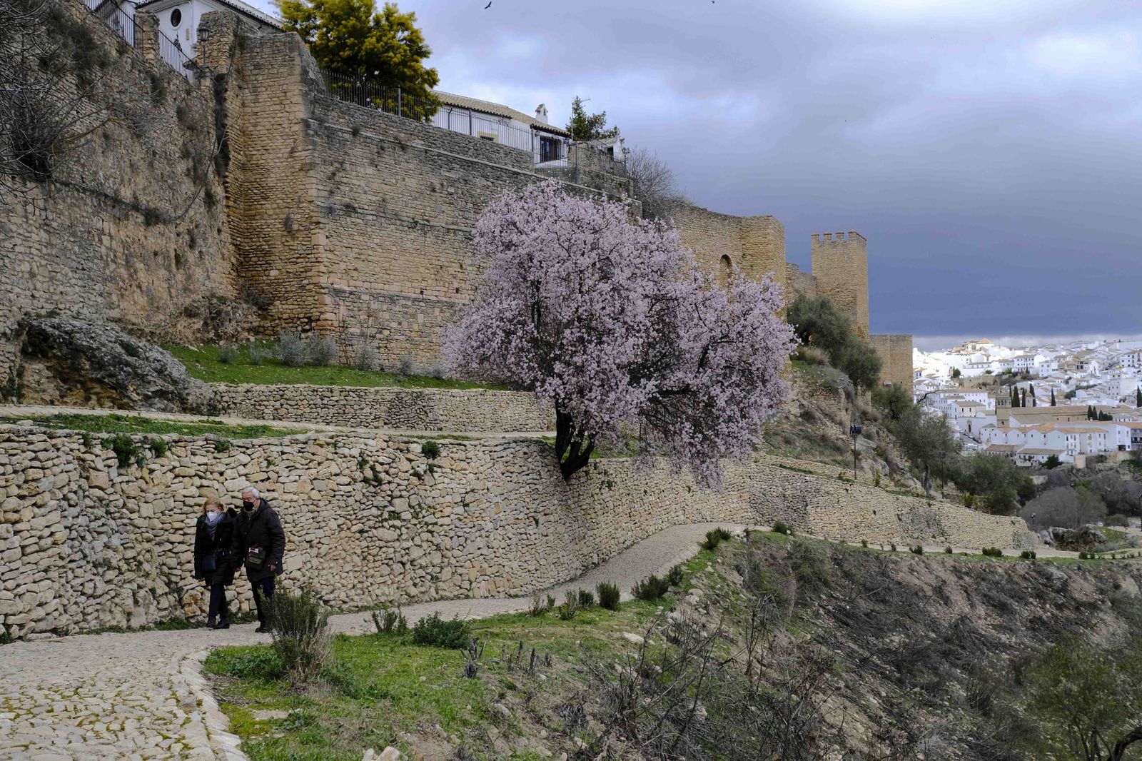 Así lucen los almendros del interior de Málaga en plena floración