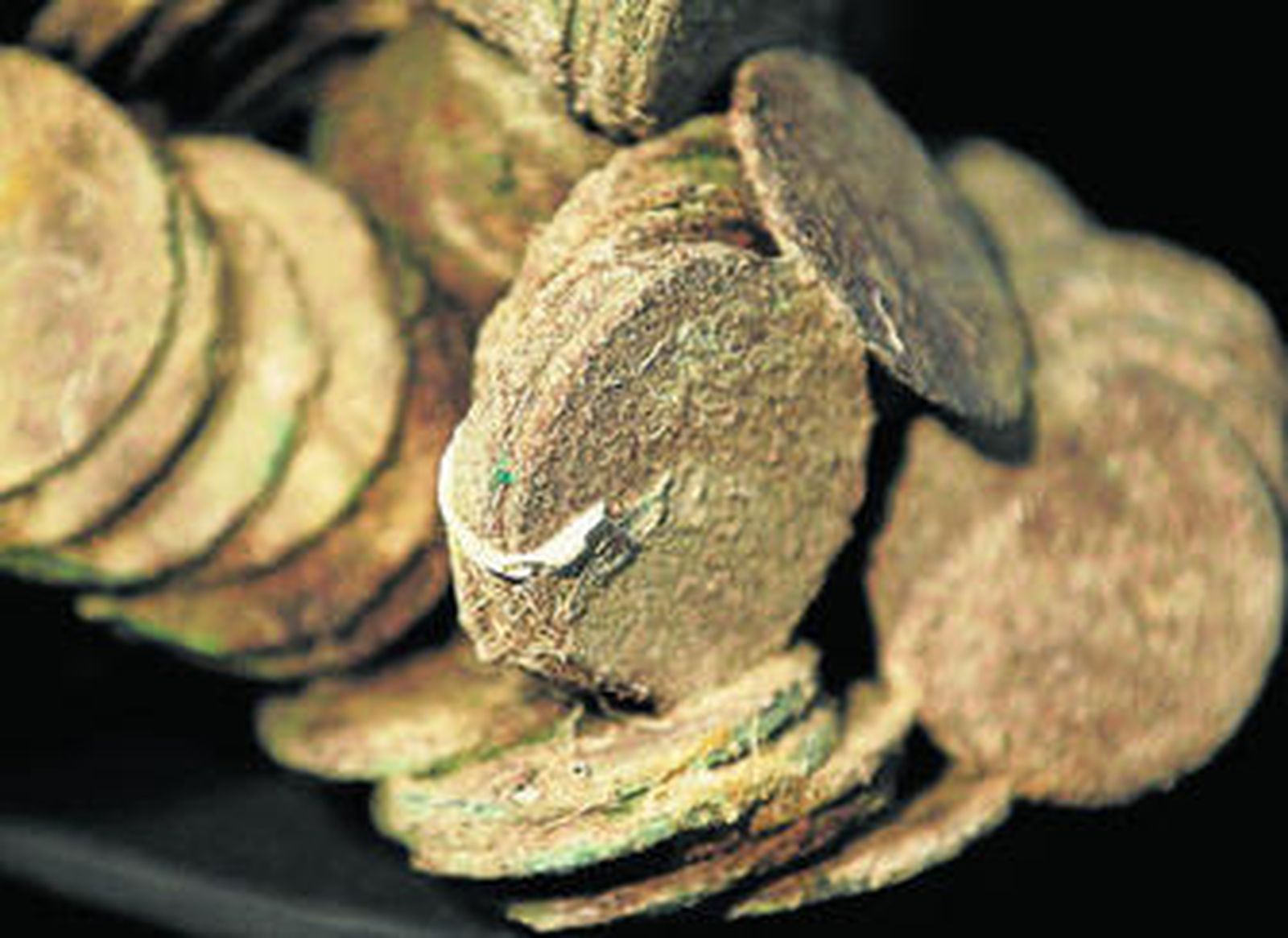 Monedas de plata con concreciones marinas que forman parte del tesoro.