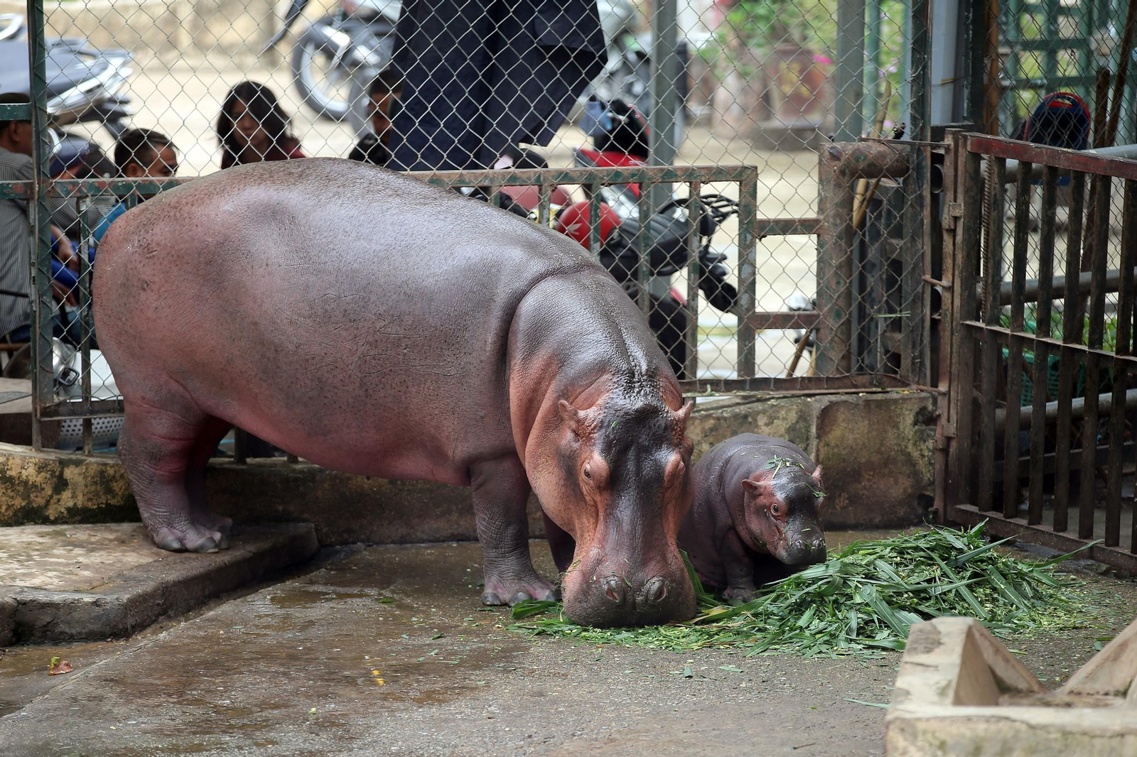 ¡Bienvenido al mundo! Un adorable hipopótamo bebé hace su debut en el zoológico de Hanói, robando corazones con su encanto