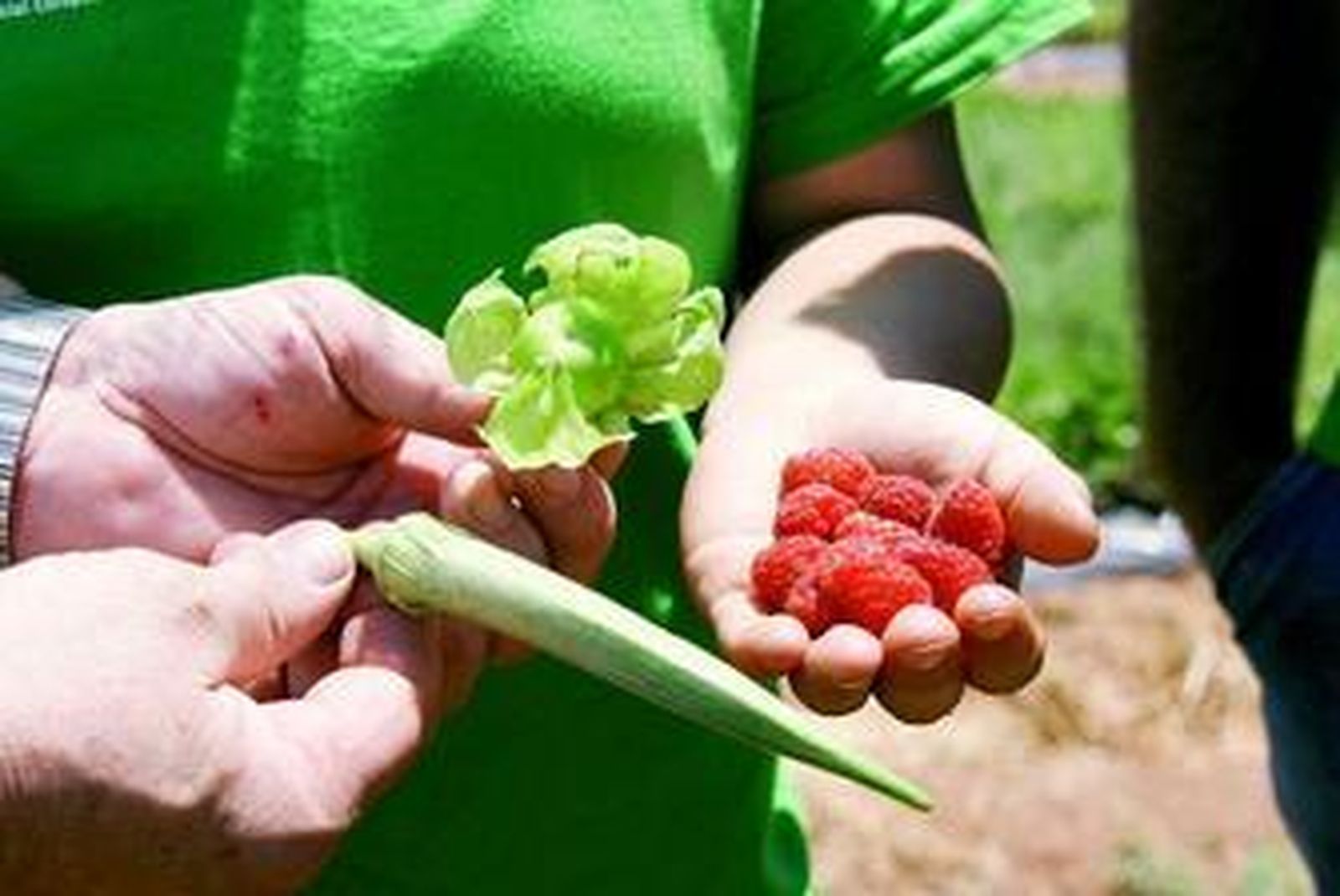 De izquierda a derecha: okra, alquejenje o physalis y frambuesas.