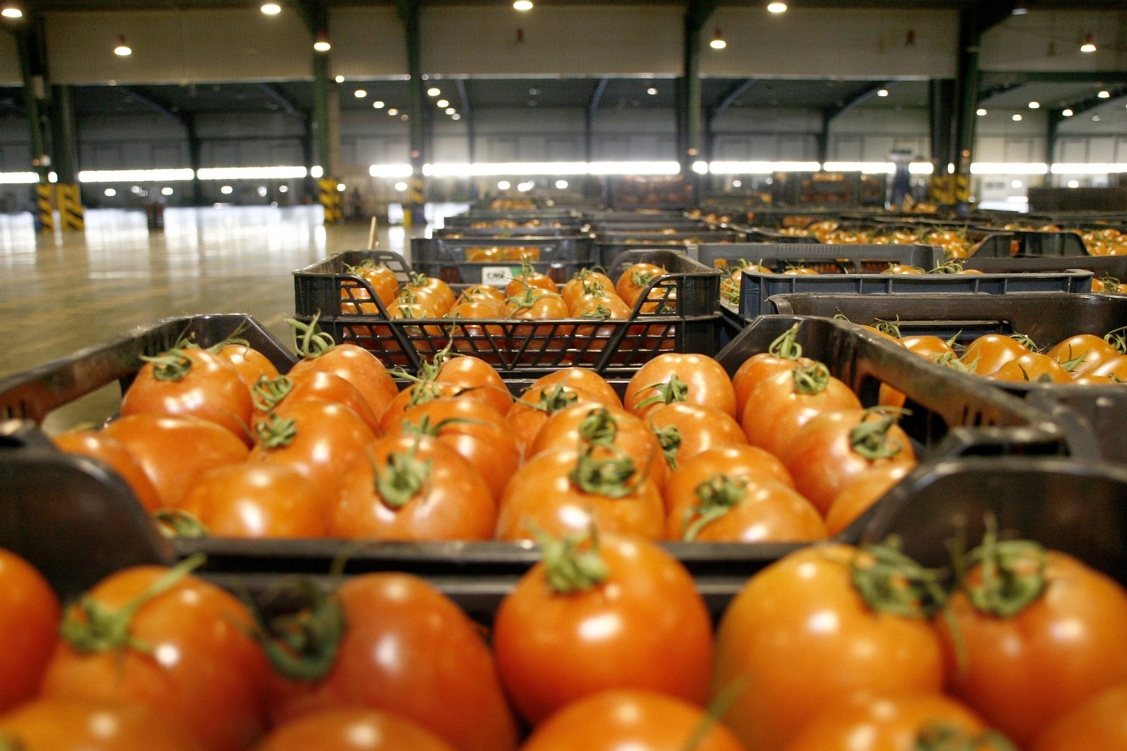 Las empresas del sector agroalimentario tienen ante sí una solución para aumentar la competitividad de un campo que se juega mucho en la próxima década.