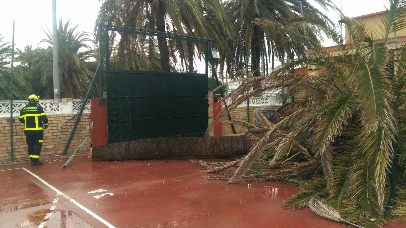 magen de la palmera  en el patio del colegio Sagrado Corazón, donde se puede observar la gran envergadura del tronco