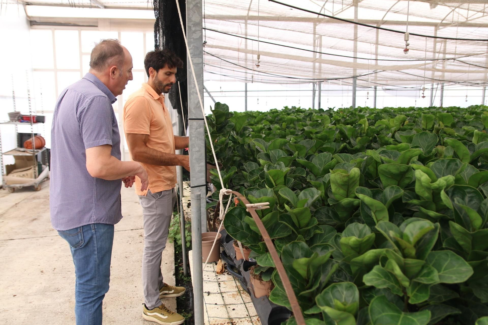 Imágenes de la venta de planta planta ornamental y flor cortada de Vícar