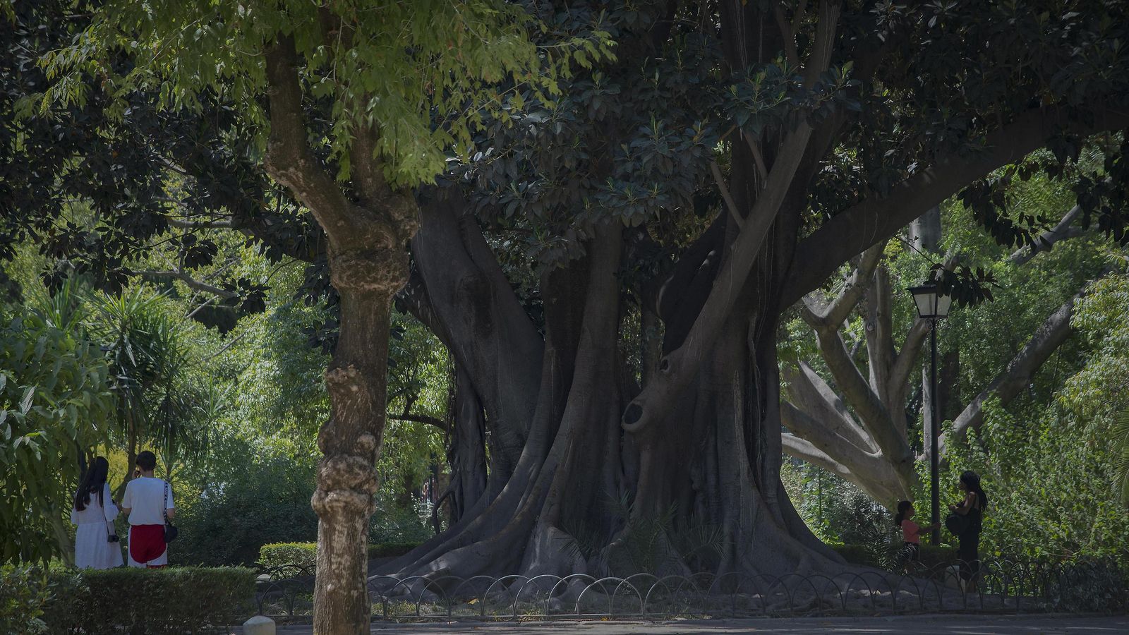 Uno de los gigantescos ficus de Sevilla, en el Parque de María Luisa.