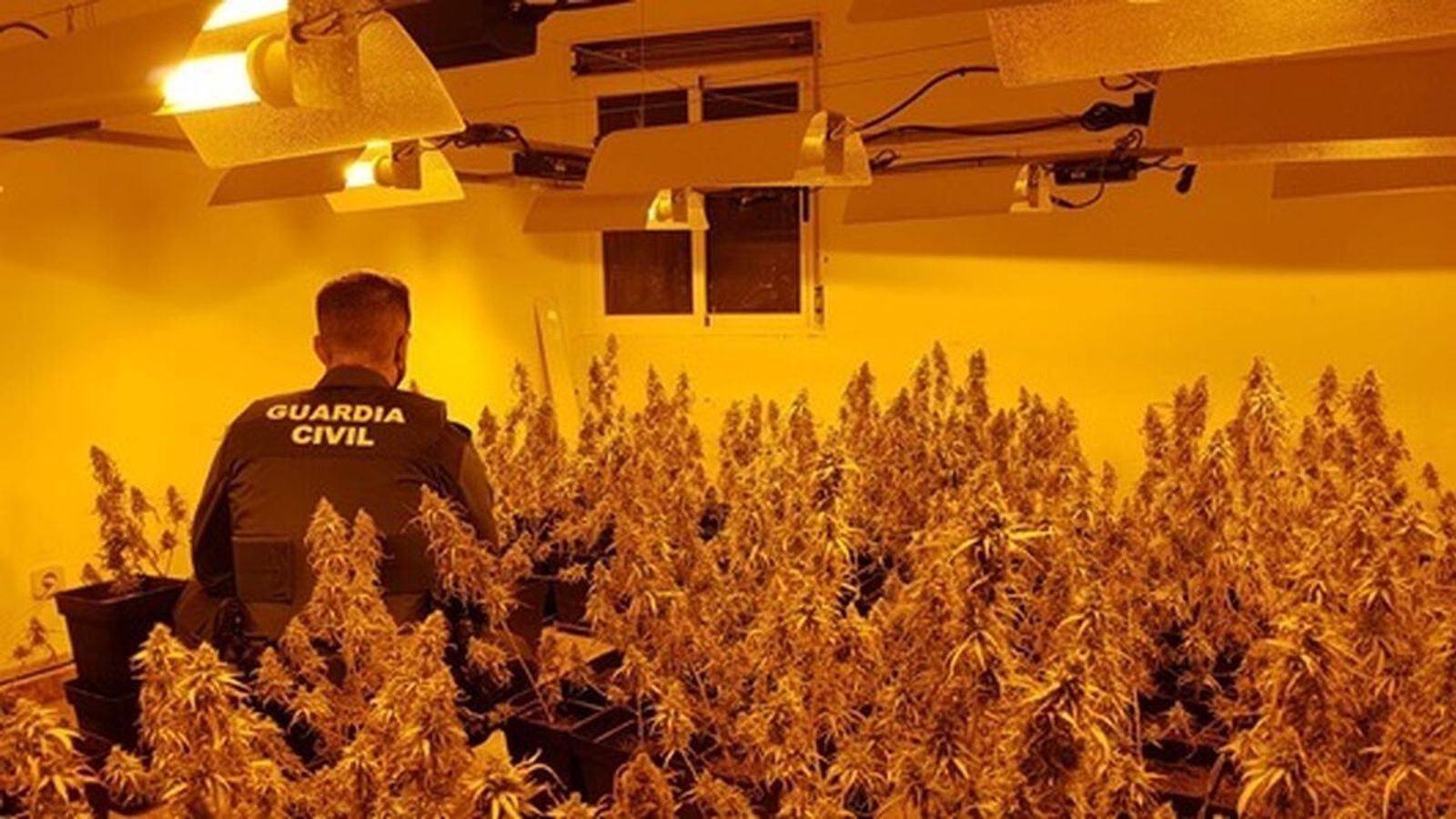 La Guardia Civil incauta tres mil plantas de cannabis en Granada