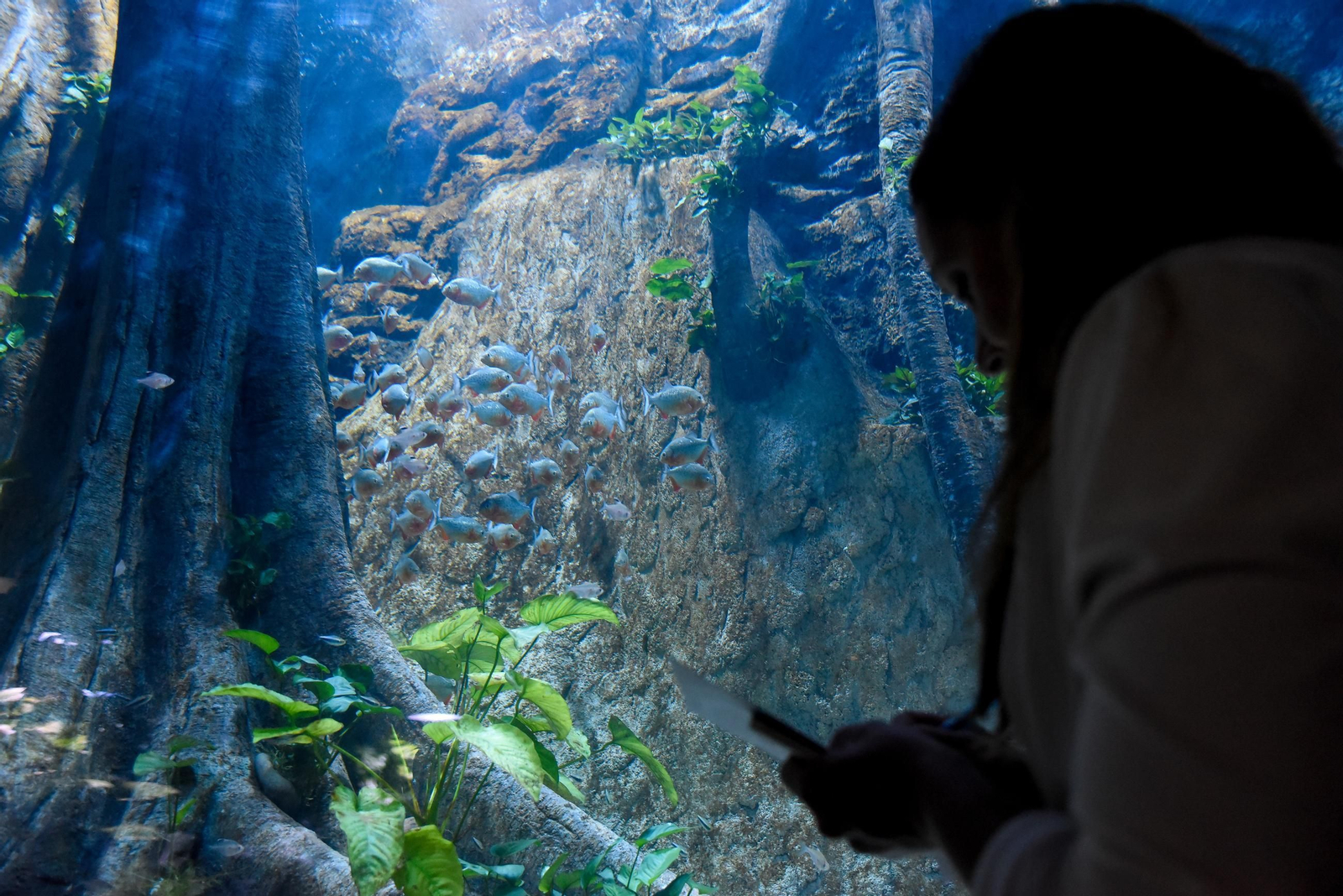 10 aniversario del Acuario de Sevilla