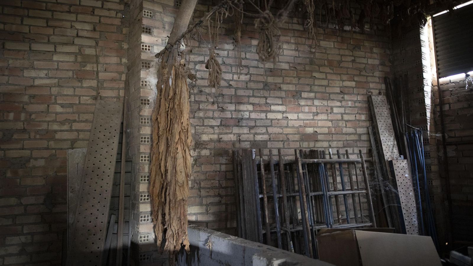 Una mata de tabaco seca en el interior de un secadero