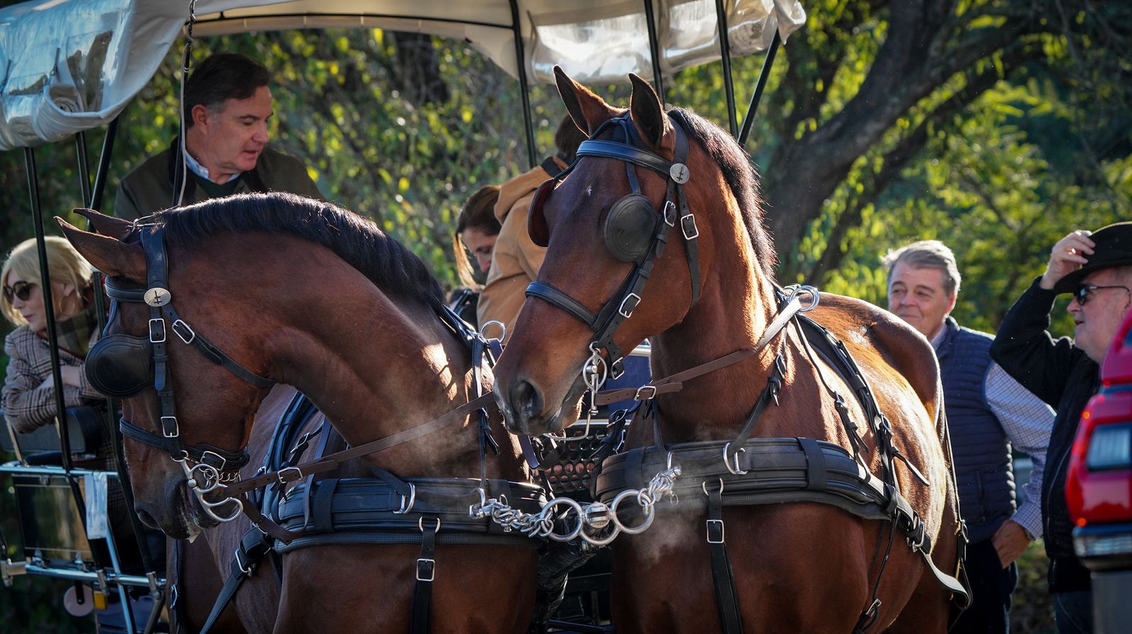 I Ruta de Carruajes Viñas de Jerez