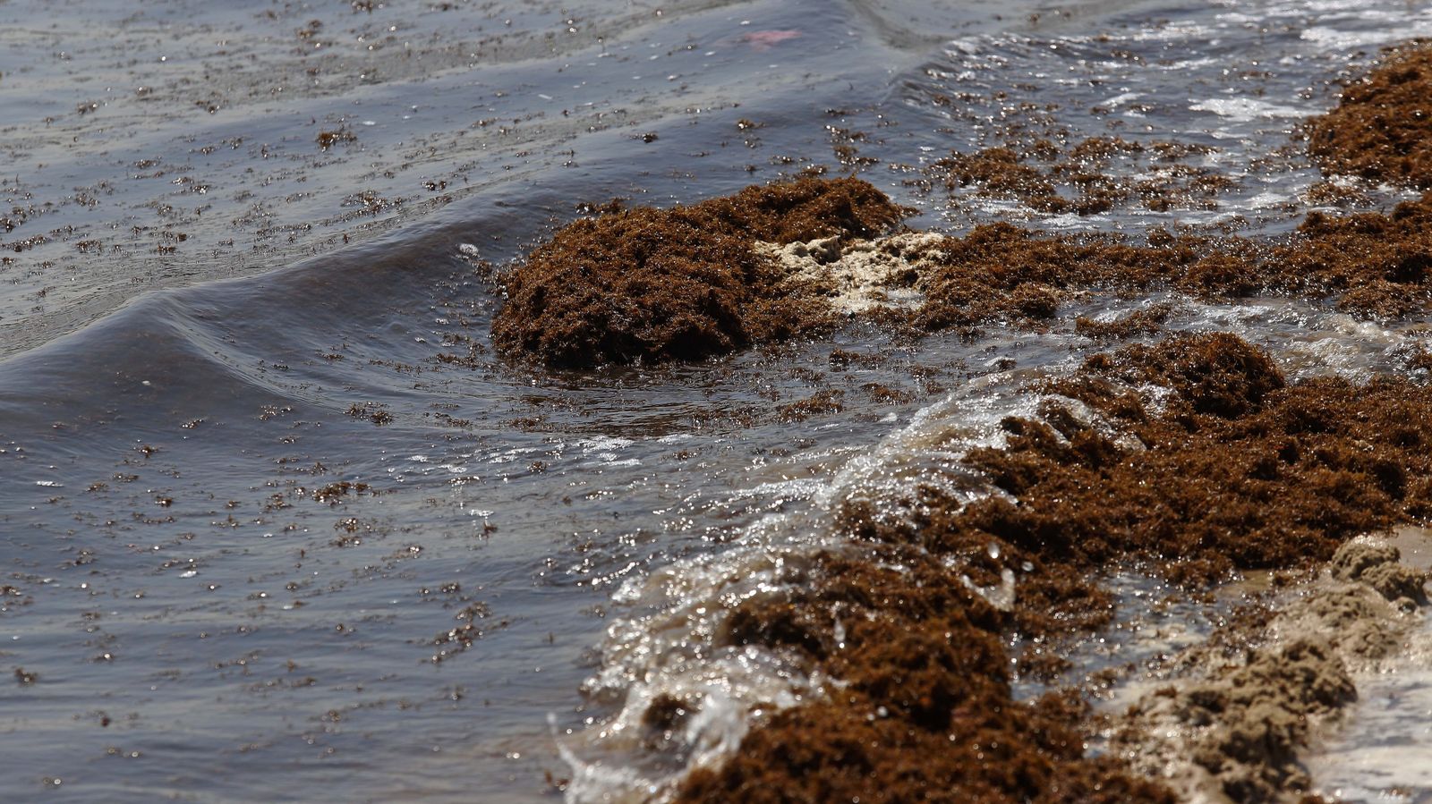 Fotos del alga invasora en El Rinconcillo