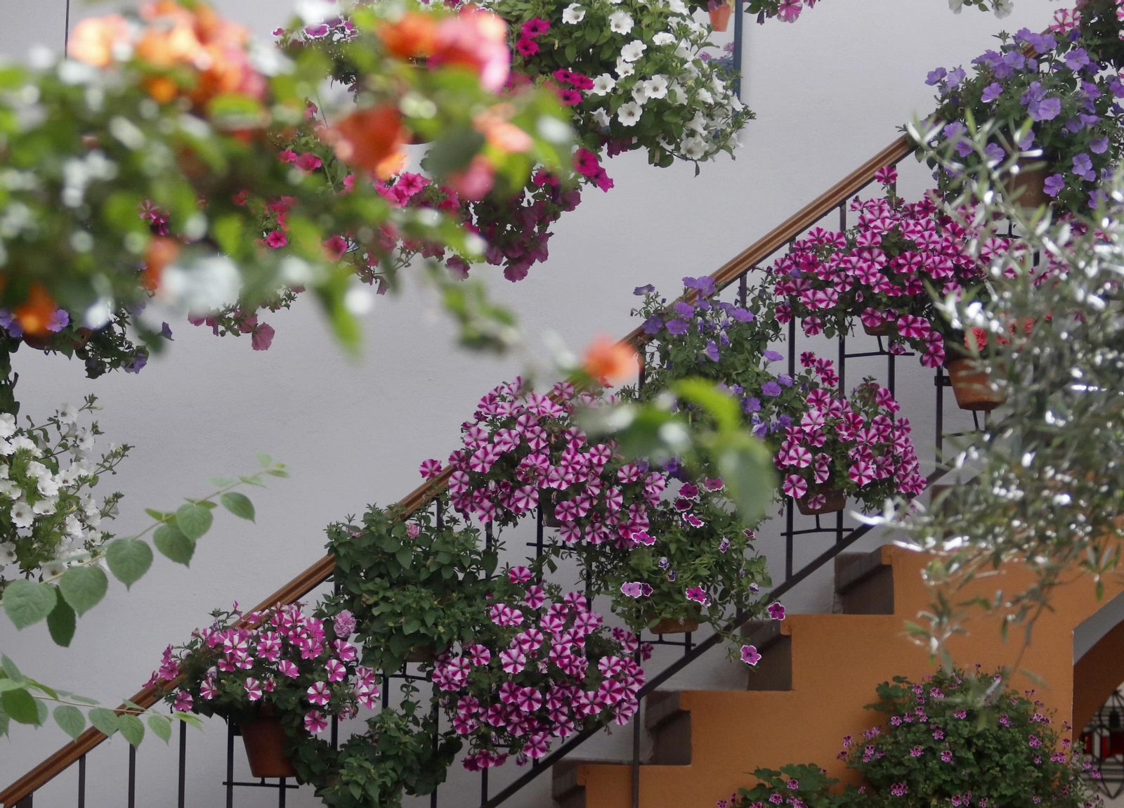 Ruta Santa Marina - San Agustín de los Patios de Córdoba, en imágenes