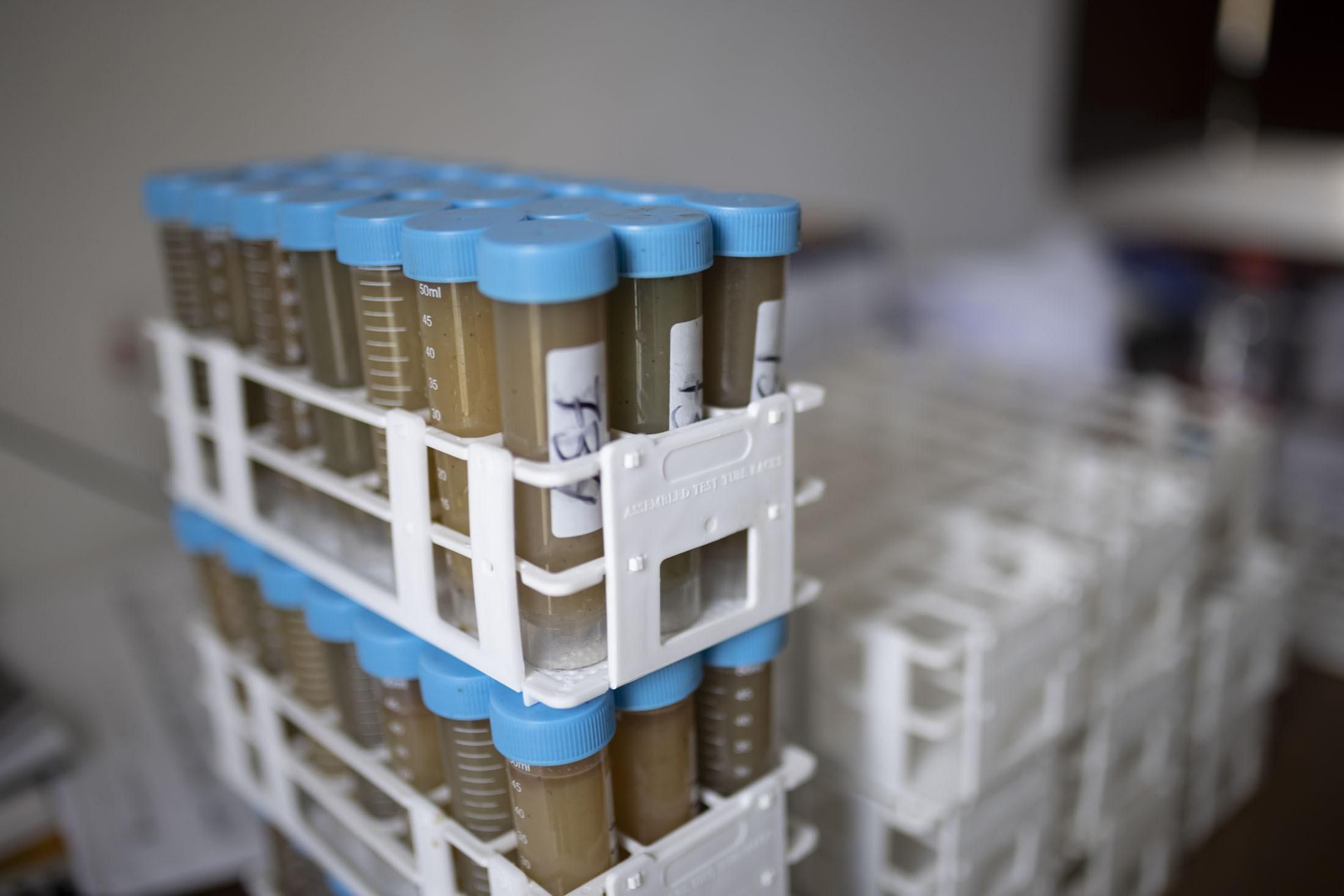 Imágenes de la vendimia en el Condado de Huelva